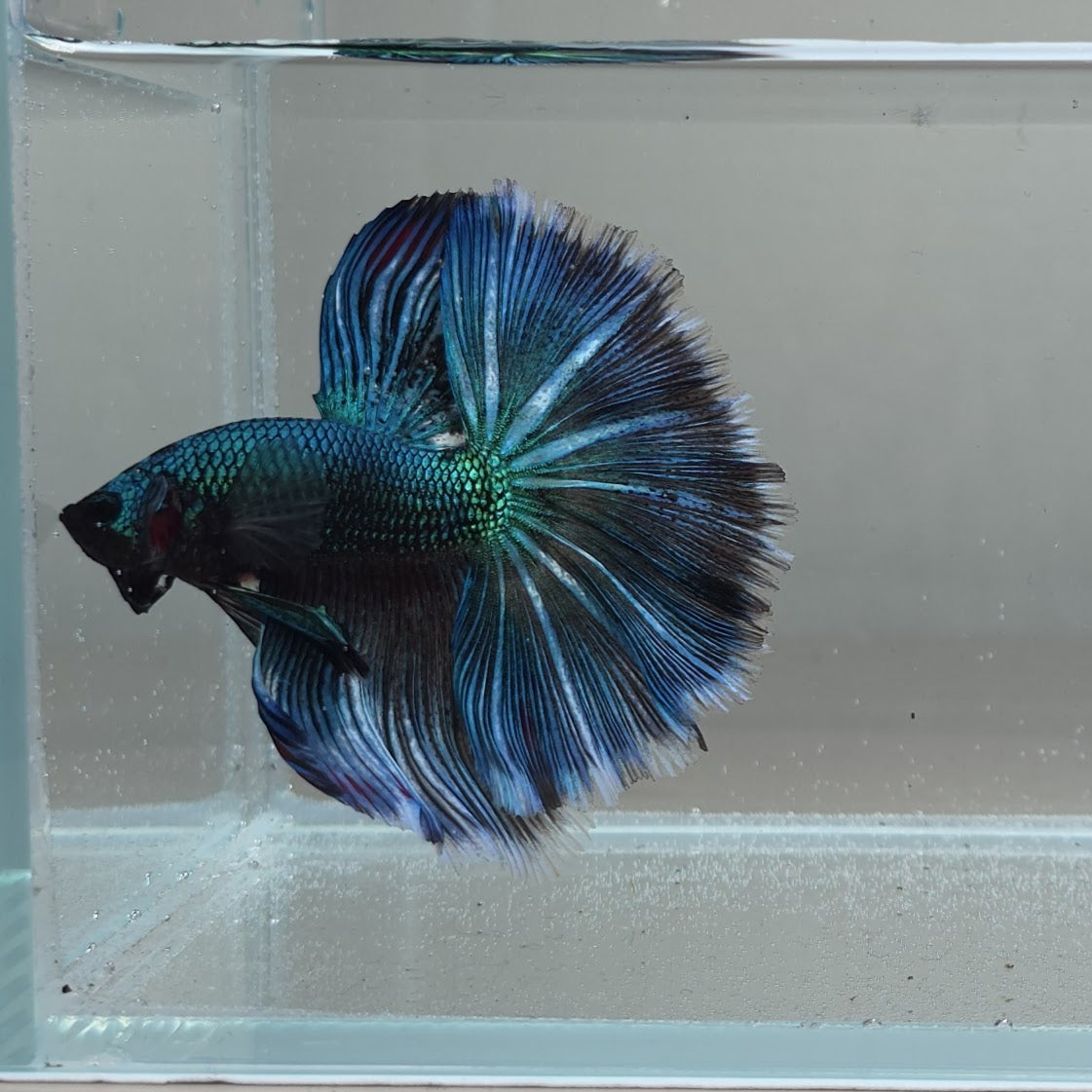 How To Choose A Premium Betta Fish In The UK