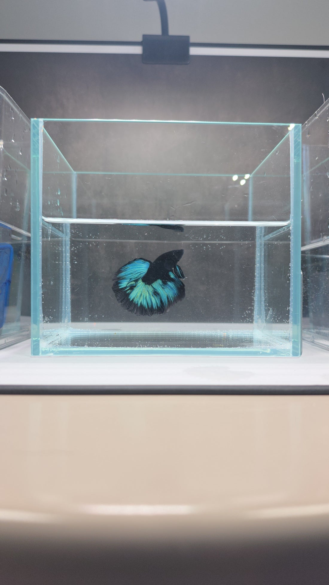 What Size Tank Does a Betta Fish Really Need?