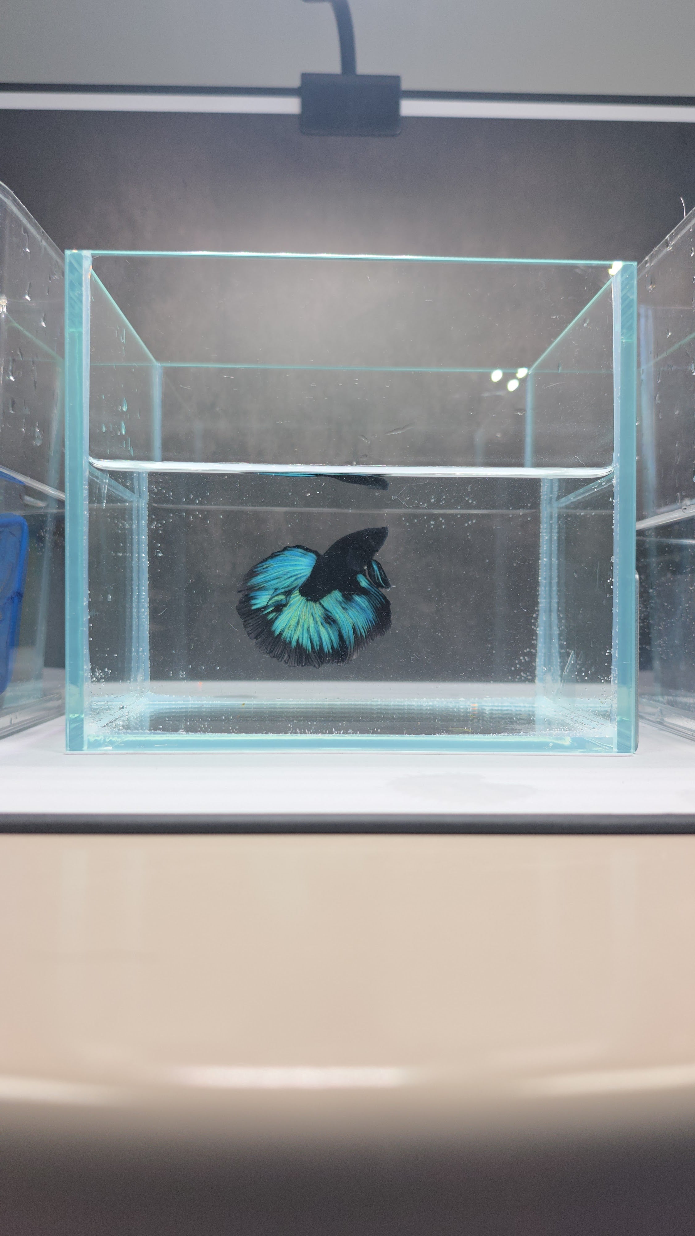 What Size Tank Does a Betta Fish Really Need?