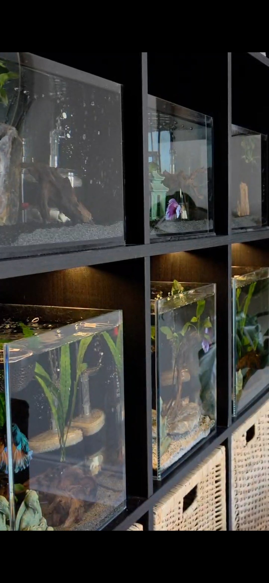 Why I Refuse To Sell Betta Fish Using Stock Photos