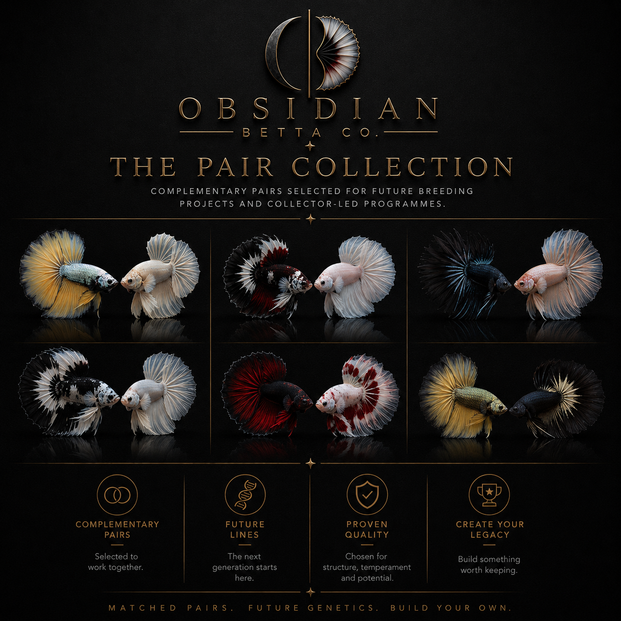 Obsidian Pairs | Premium Betta Fish Pairs & Breeding Projects UK
