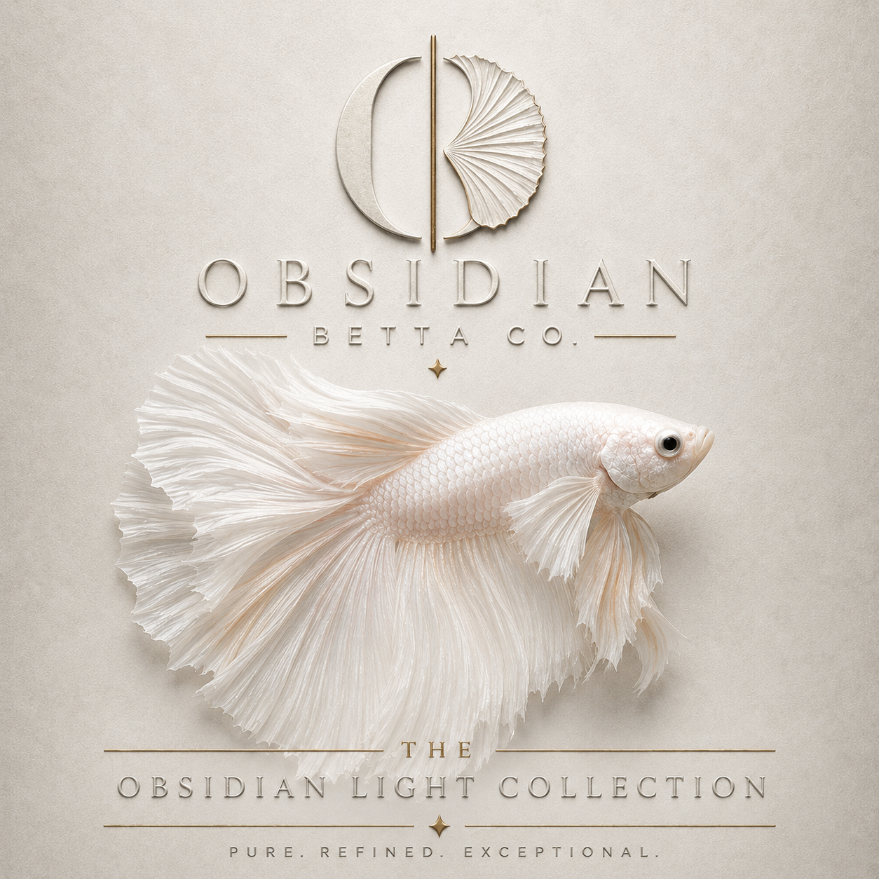 Obsidian Light | Snow Dragon, Platinum & Blue Rim Betta Fish UK