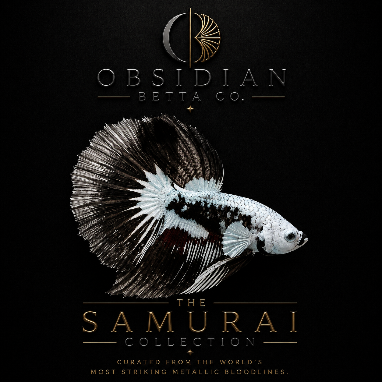 The Samurai Collection | Premium Samurai Betta Fish UK
