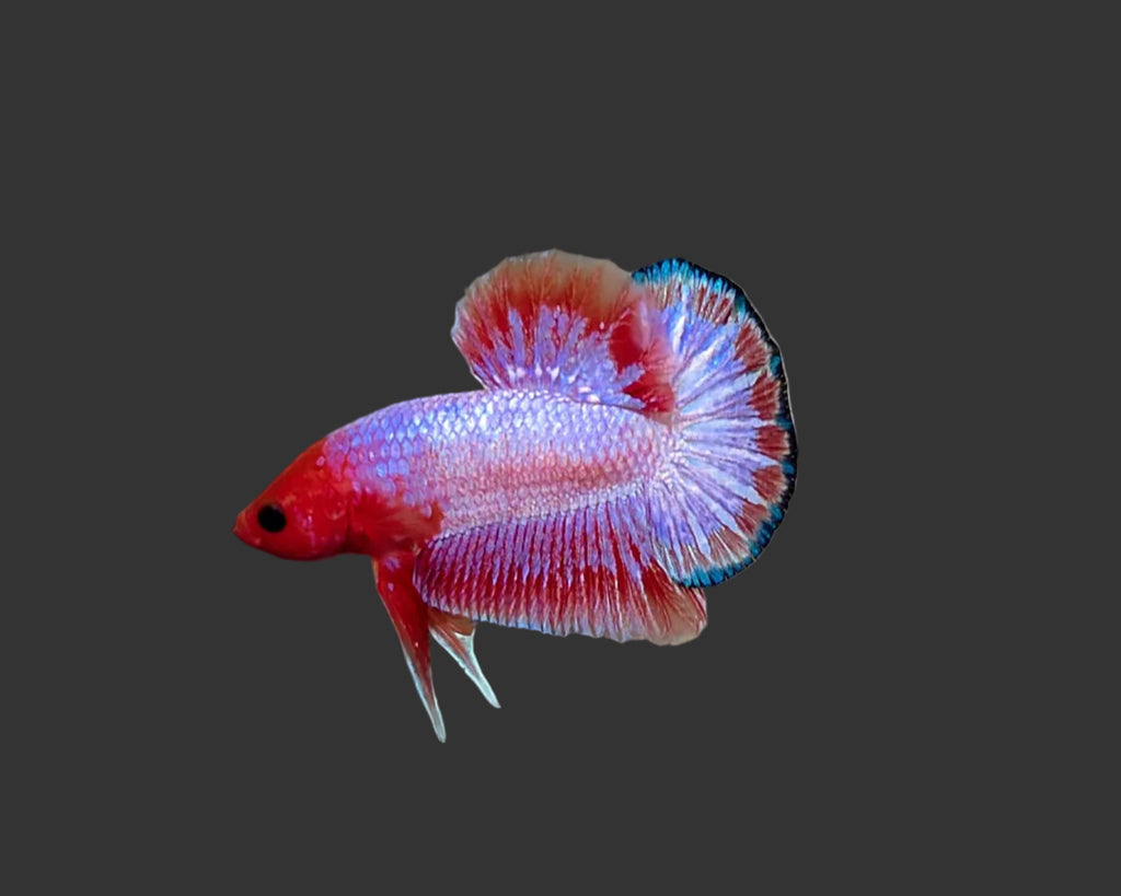 Pink Scale Fancy HMPK Male Betta