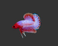 Pink Scale Fancy HMPK Male Betta