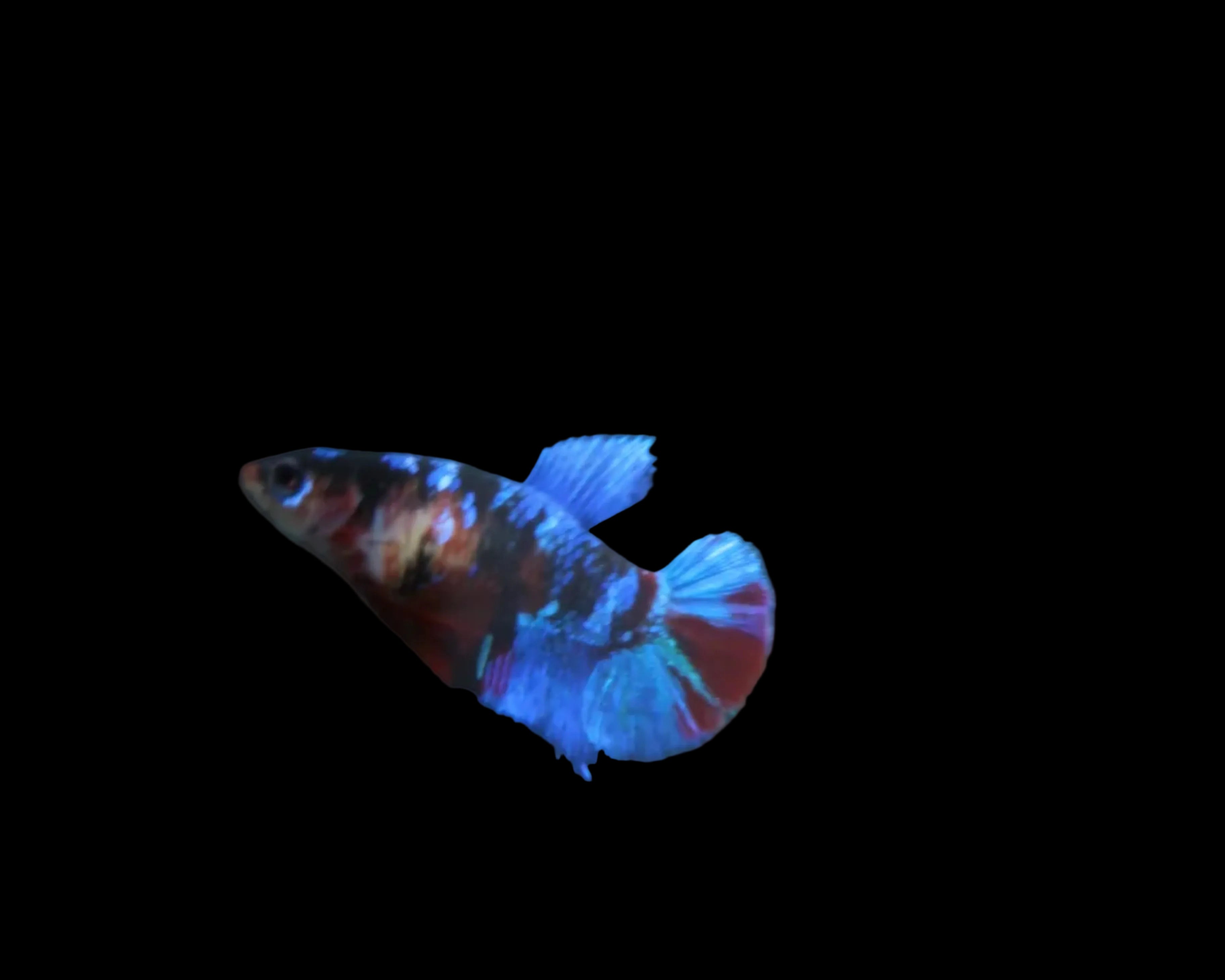 Galaxy Koi Female HM Betta