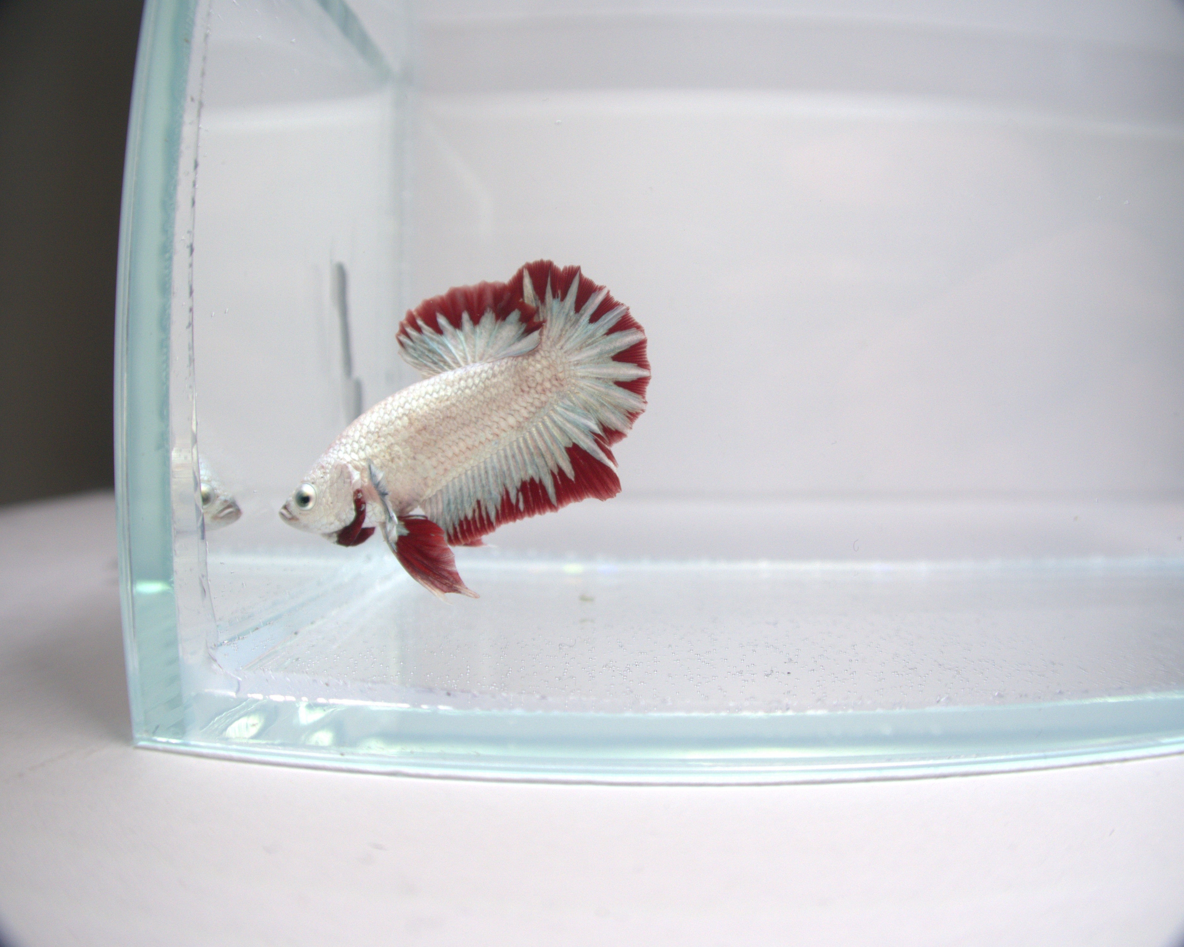 Red Dragon Samurai HMPK Male Betta