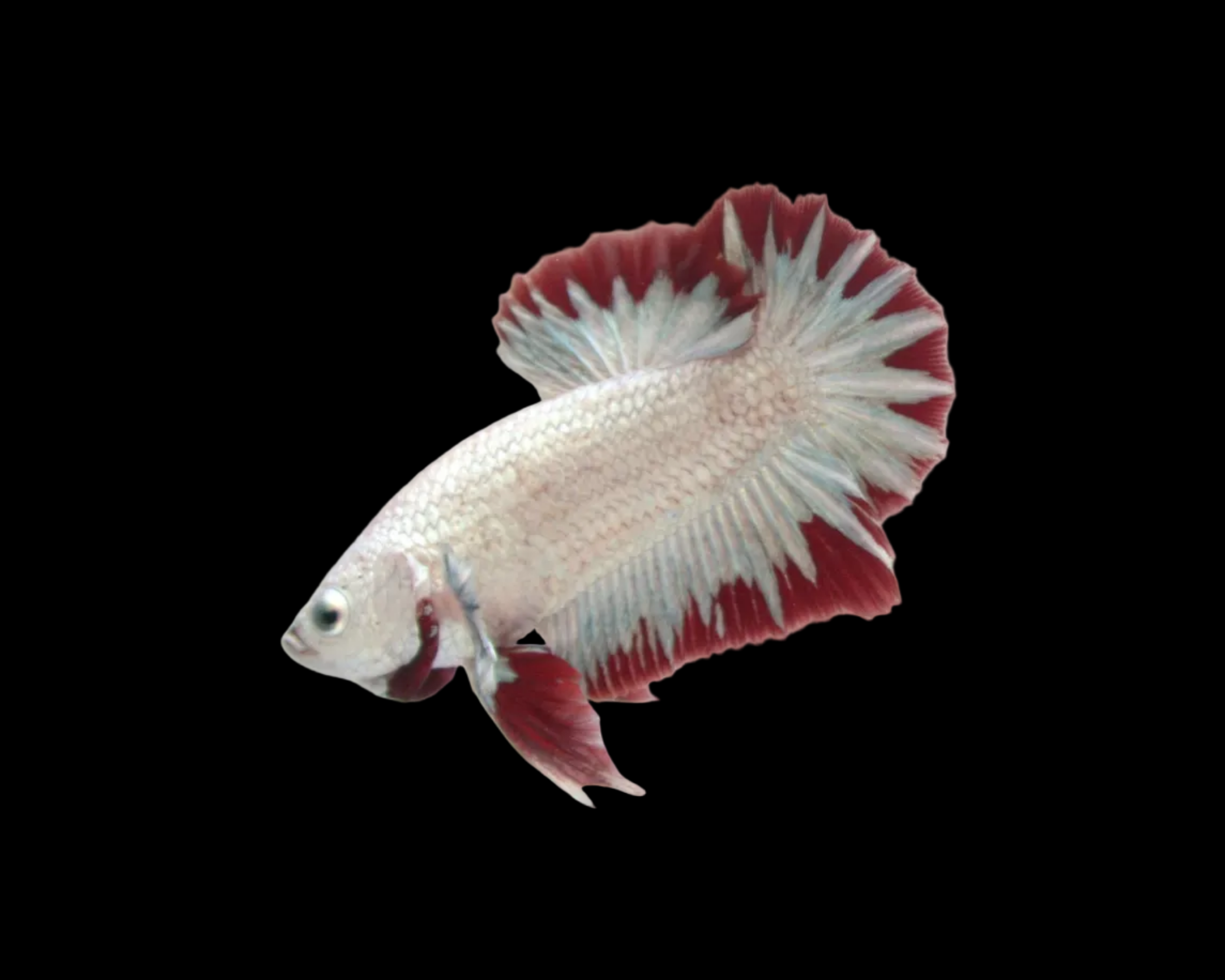Red Dragon Samurai HMPK Male Betta