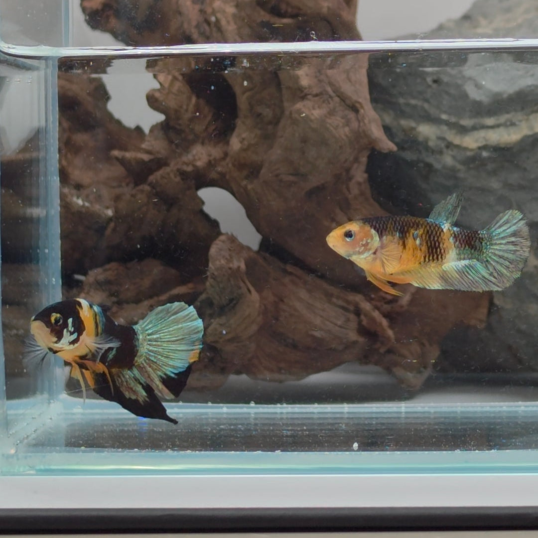 Yellow Copper KOI Betta Pair - Premium WYSIWYG Pair