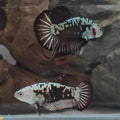 Black Samurai Betta Pair 1 - Premium WYSIWYG Pair