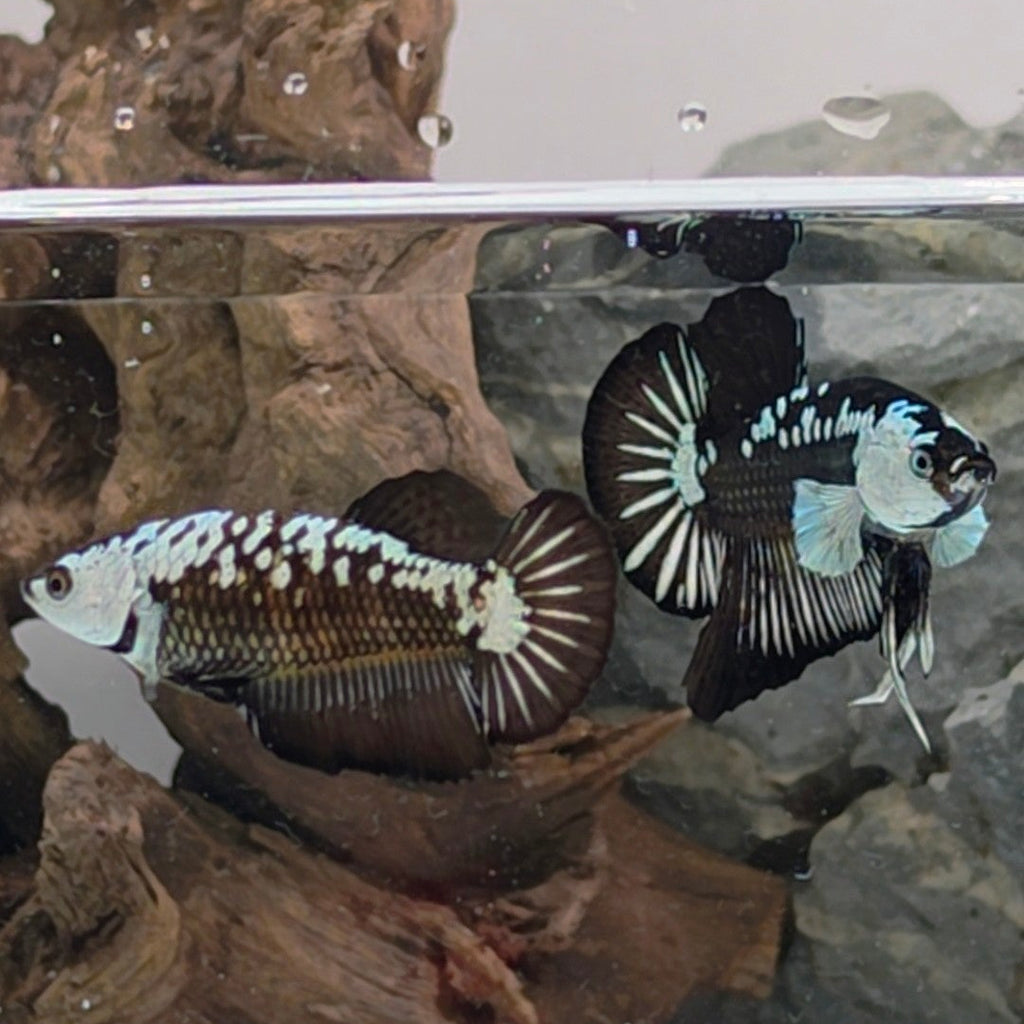 Premium Black Samurai Betta Pair – WYSIWYG Collector Pair