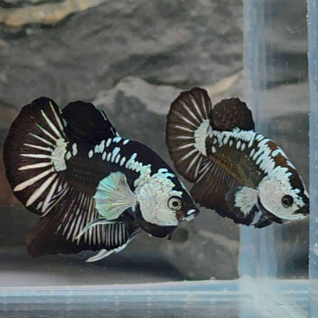 Premium Black Samurai Betta Pair – WYSIWYG Collector Pair