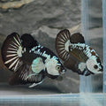 Premium Black Samurai Betta Pair – WYSIWYG Collector Pair