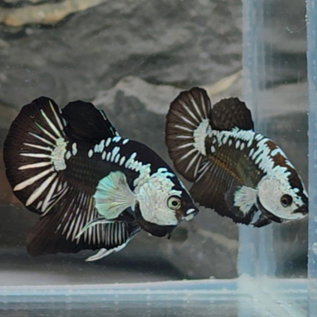 Premium Black Samurai Betta Pair – WYSIWYG Collector Pair