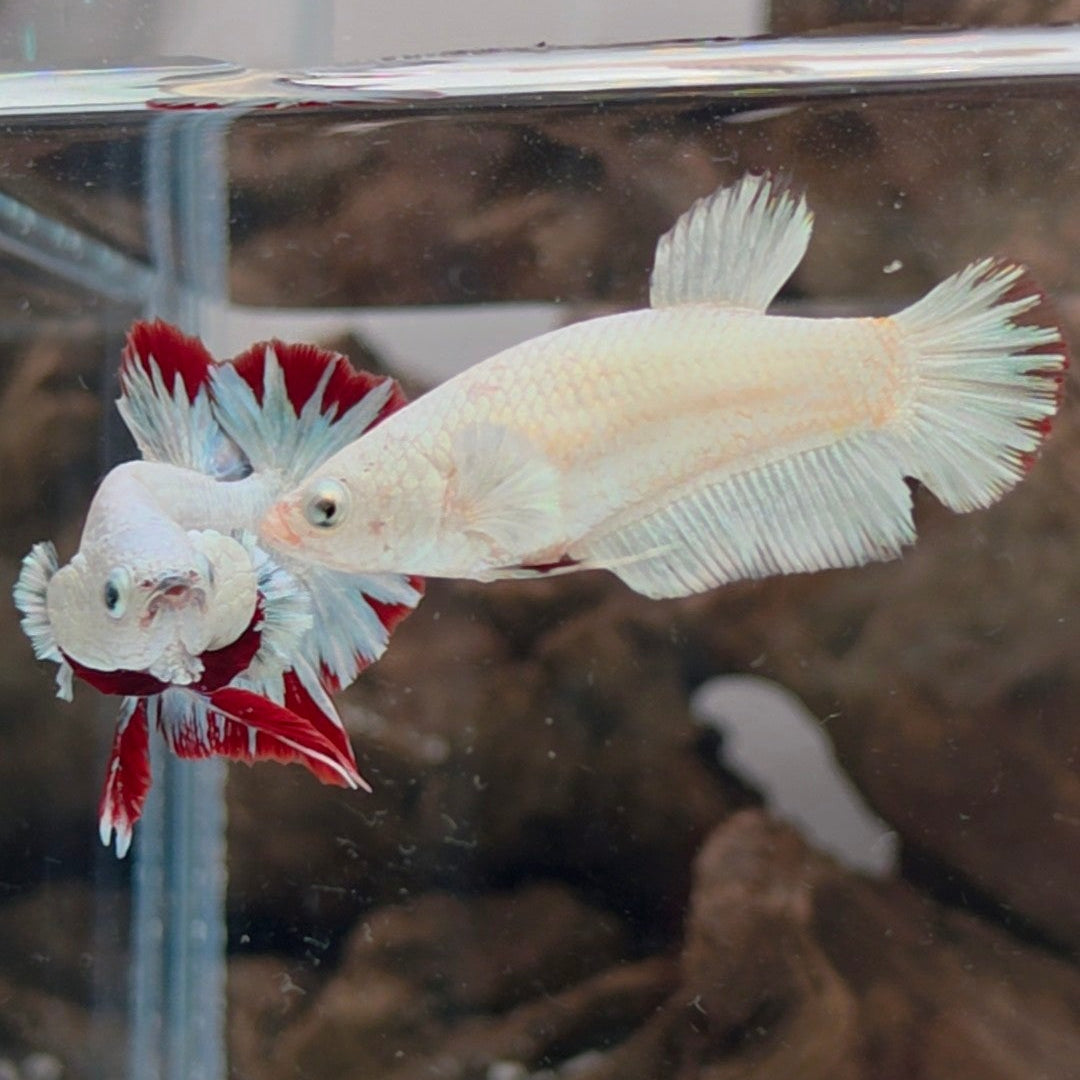 Snow Dragon Betta Pair – Premium WYSIWYG Pair