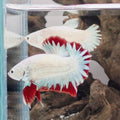 Snow Dragon Betta Pair – Premium WYSIWYG Pair