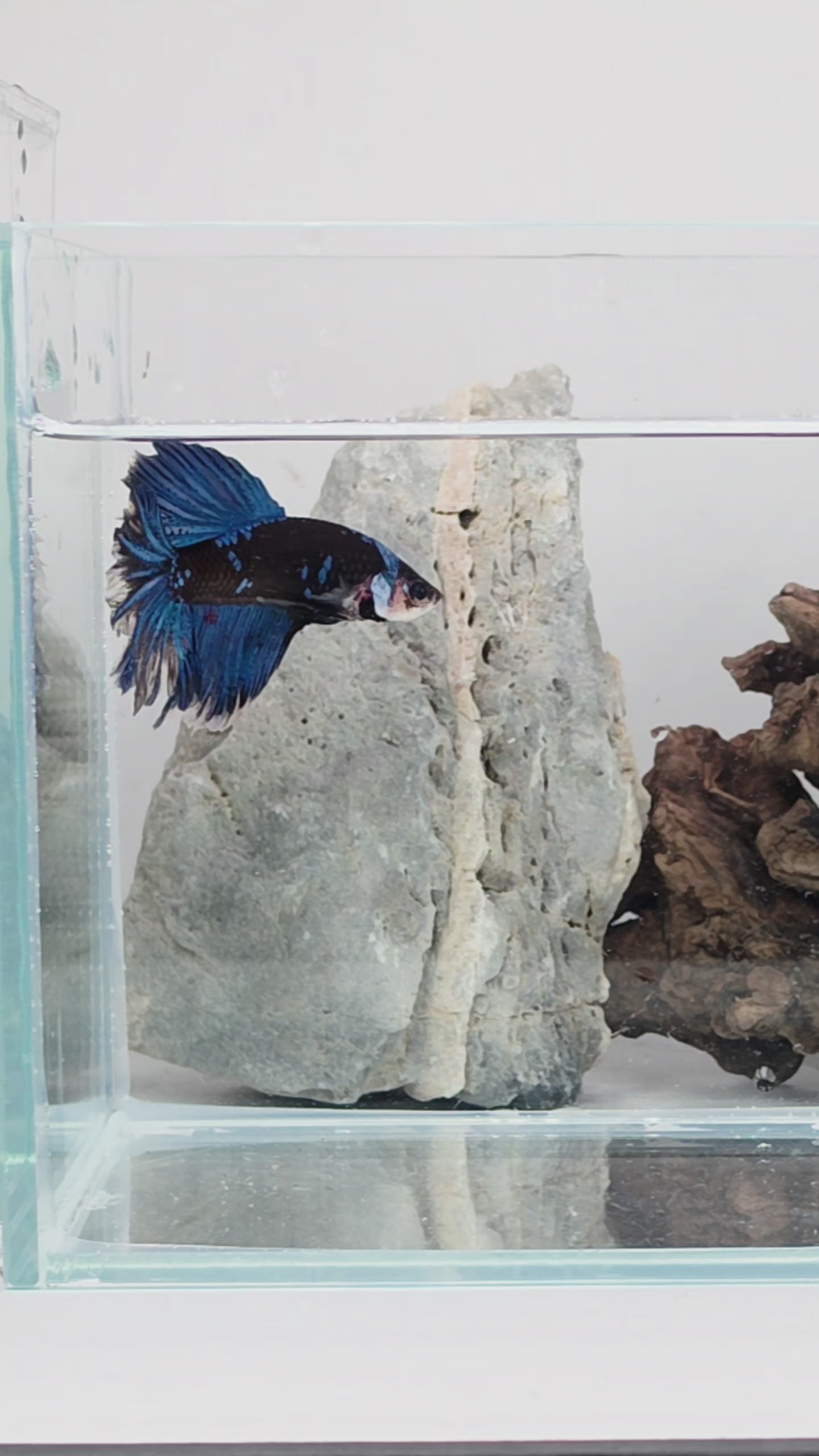 Royal Blue Rose Tail Halfmoon Betta Male (DRK-FMC-M-003)