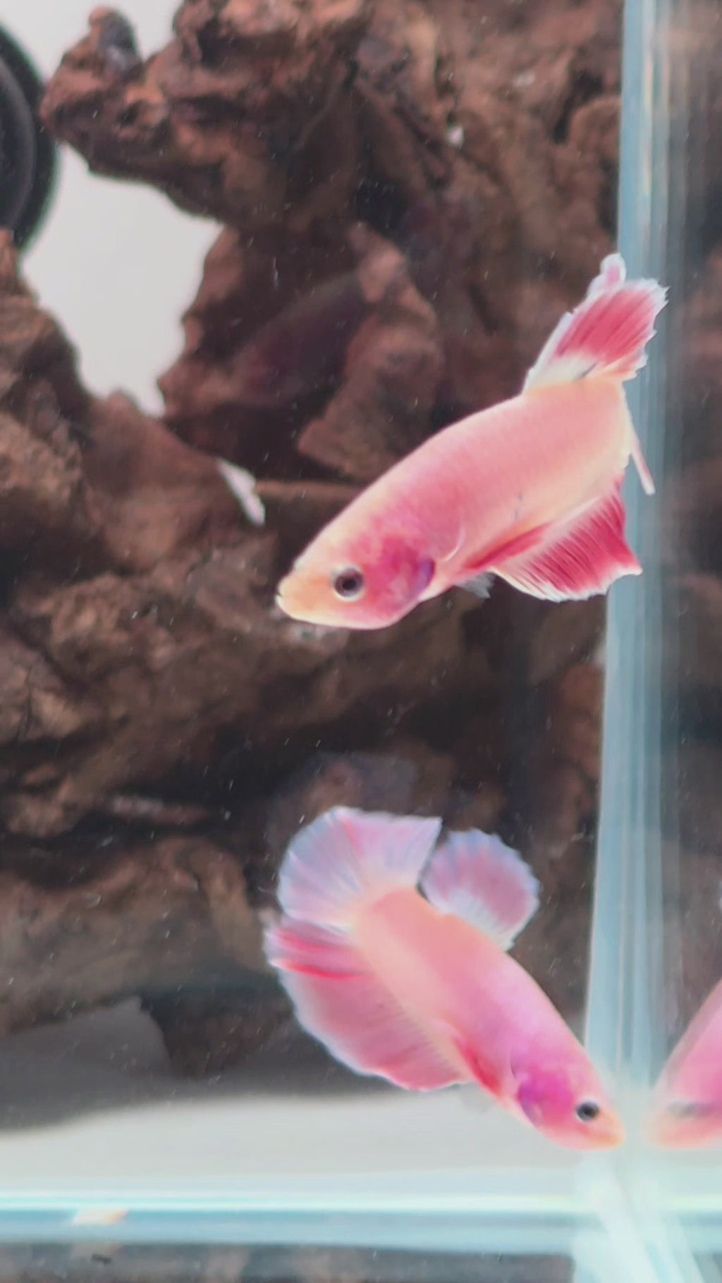 Premium Super Pink HMPK Betta Male 1