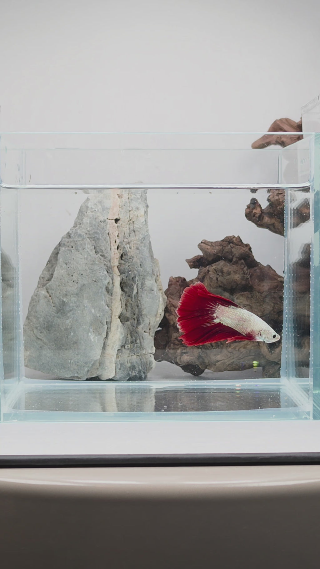 Male Halfmoon Snow Dragon Bi-Colour Betta Fish (LGT-SND-M-001)
