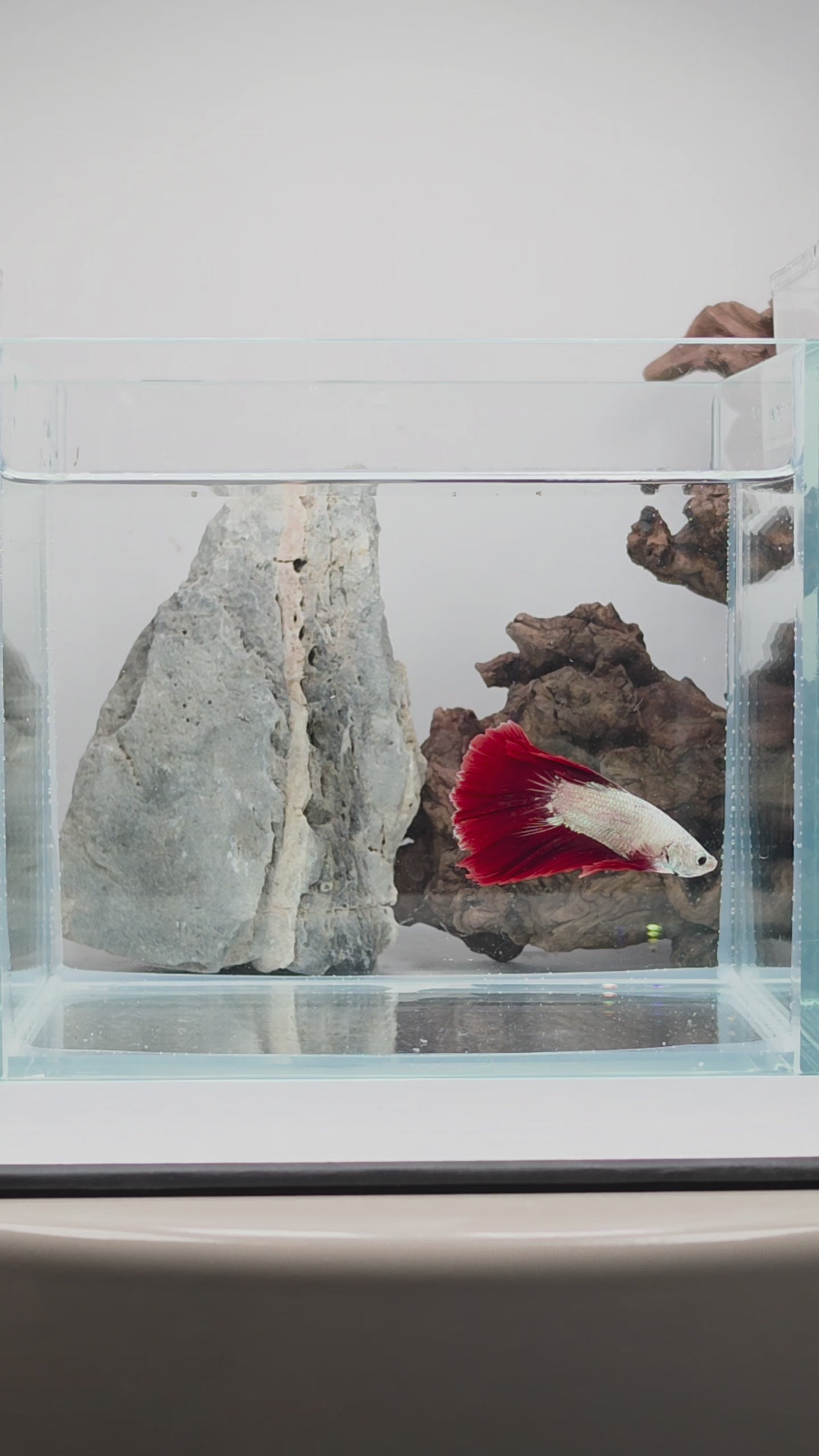 Male Halfmoon Snow Dragon Bi-Colour Betta Fish (LGT-SND-M-001)