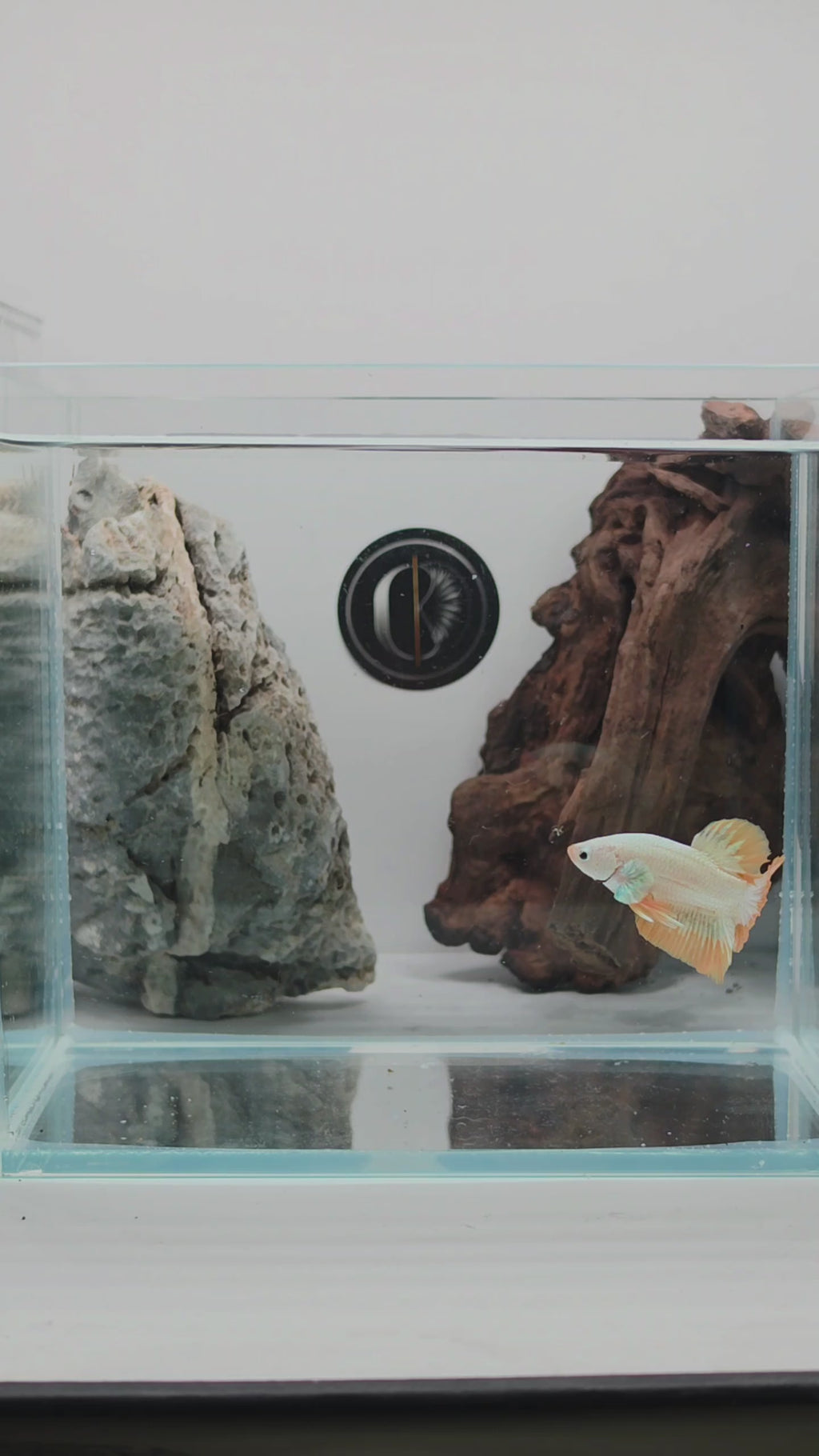 Yellow Snow Dragon HMPK Betta Fish Male (LGT-OTH-M-008)