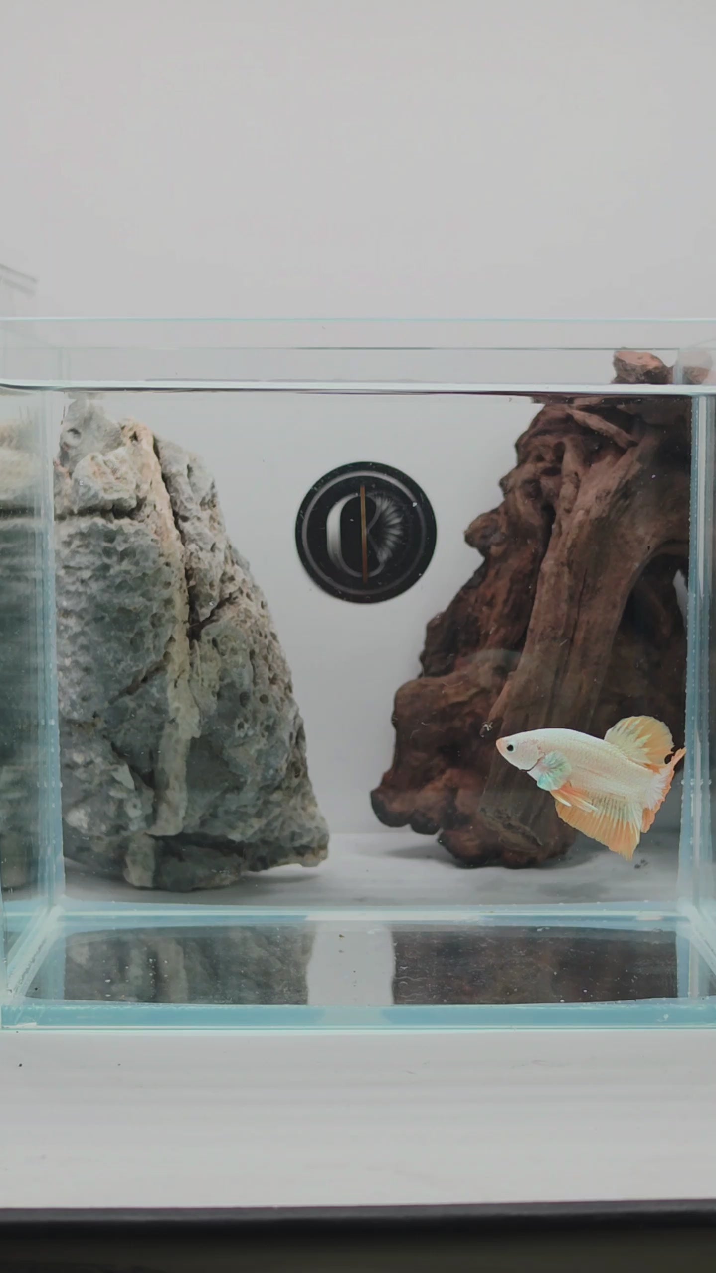 Yellow Snow Dragon HMPK Betta Fish Male (LGT-OTH-M-008)