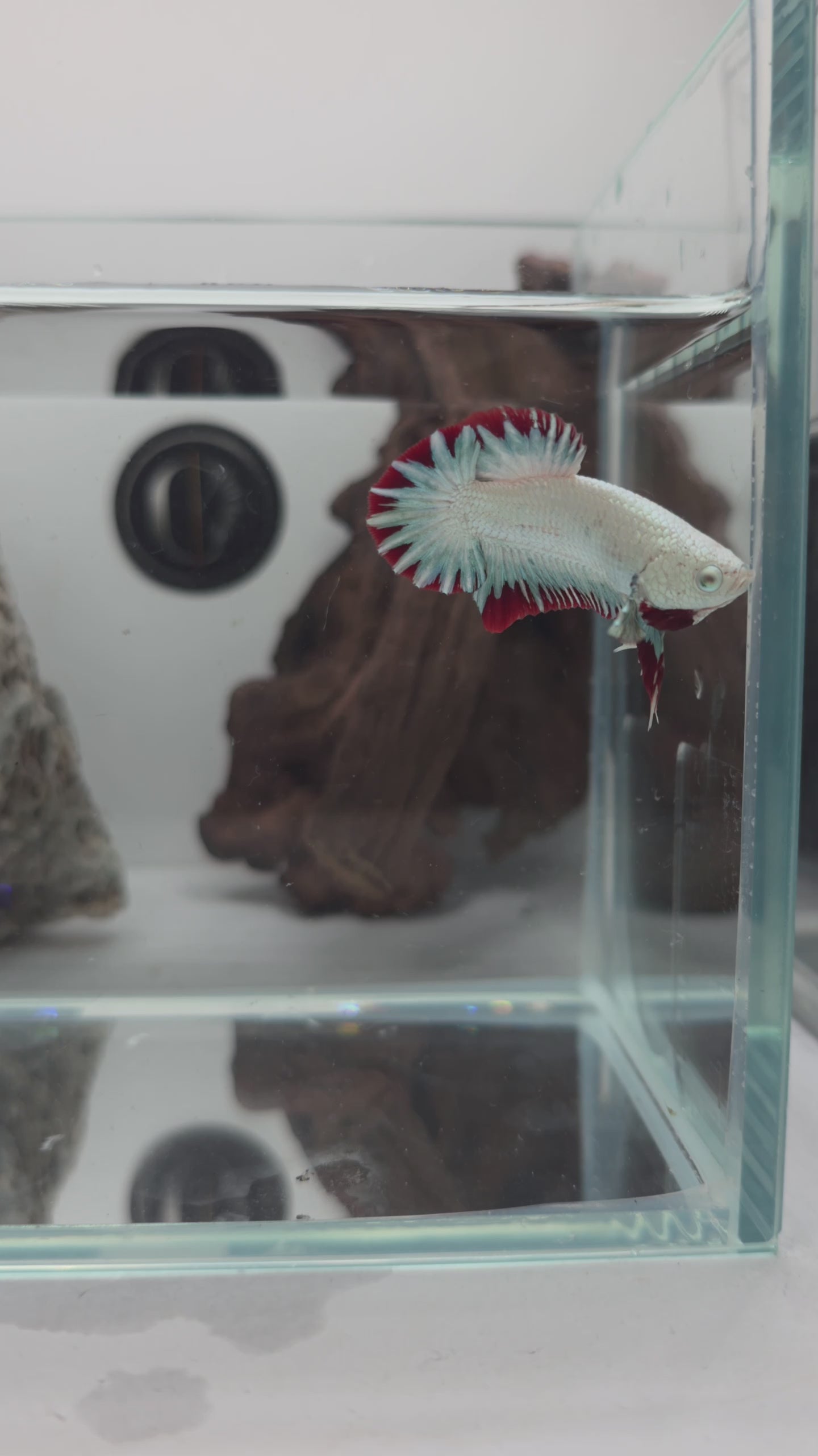 Female Red Dragon Snow HMPK Betta Fish (LGT-OTH-F-006)