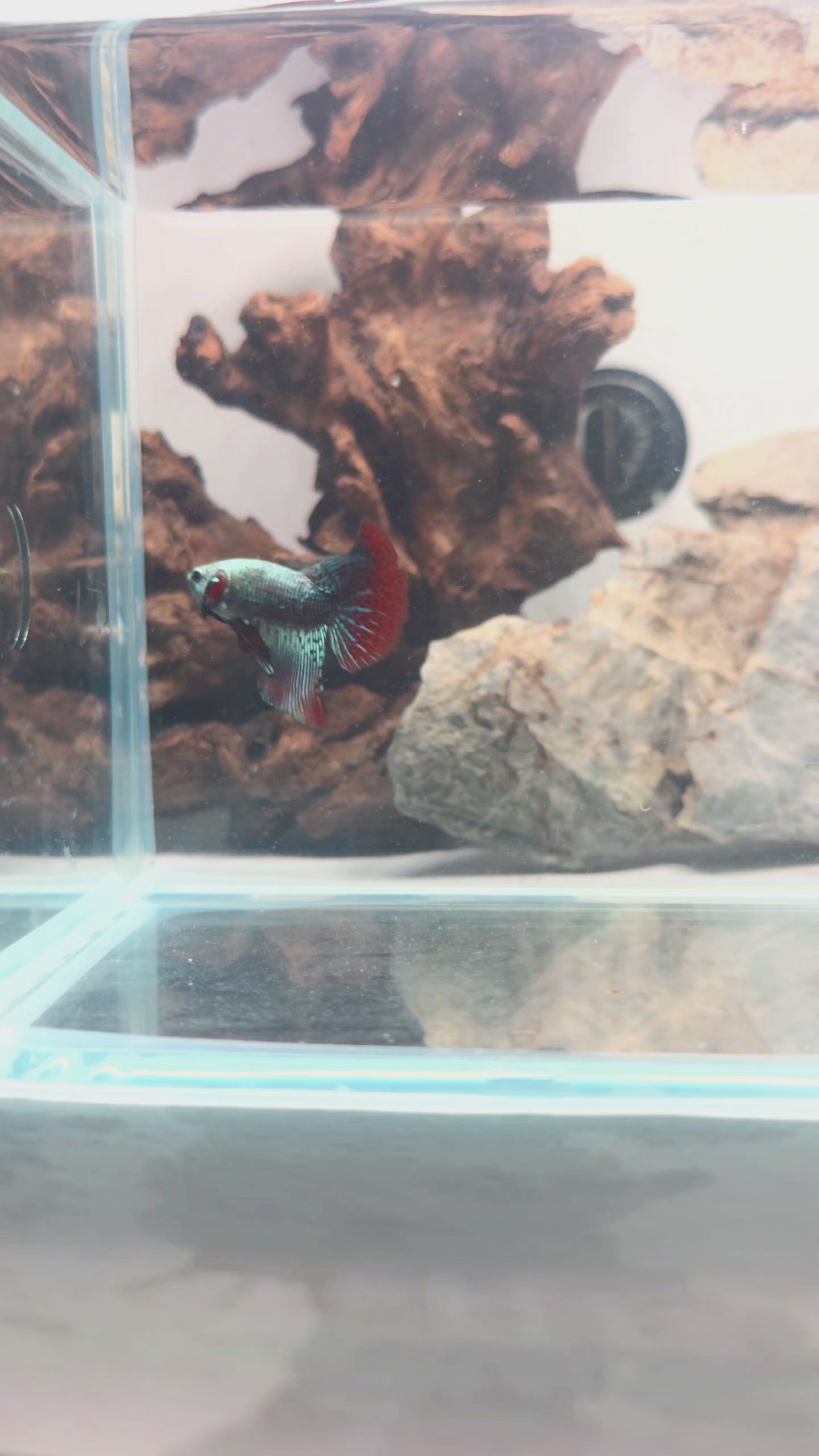 Premium Copper Alien Hybrid Halfmoon Male