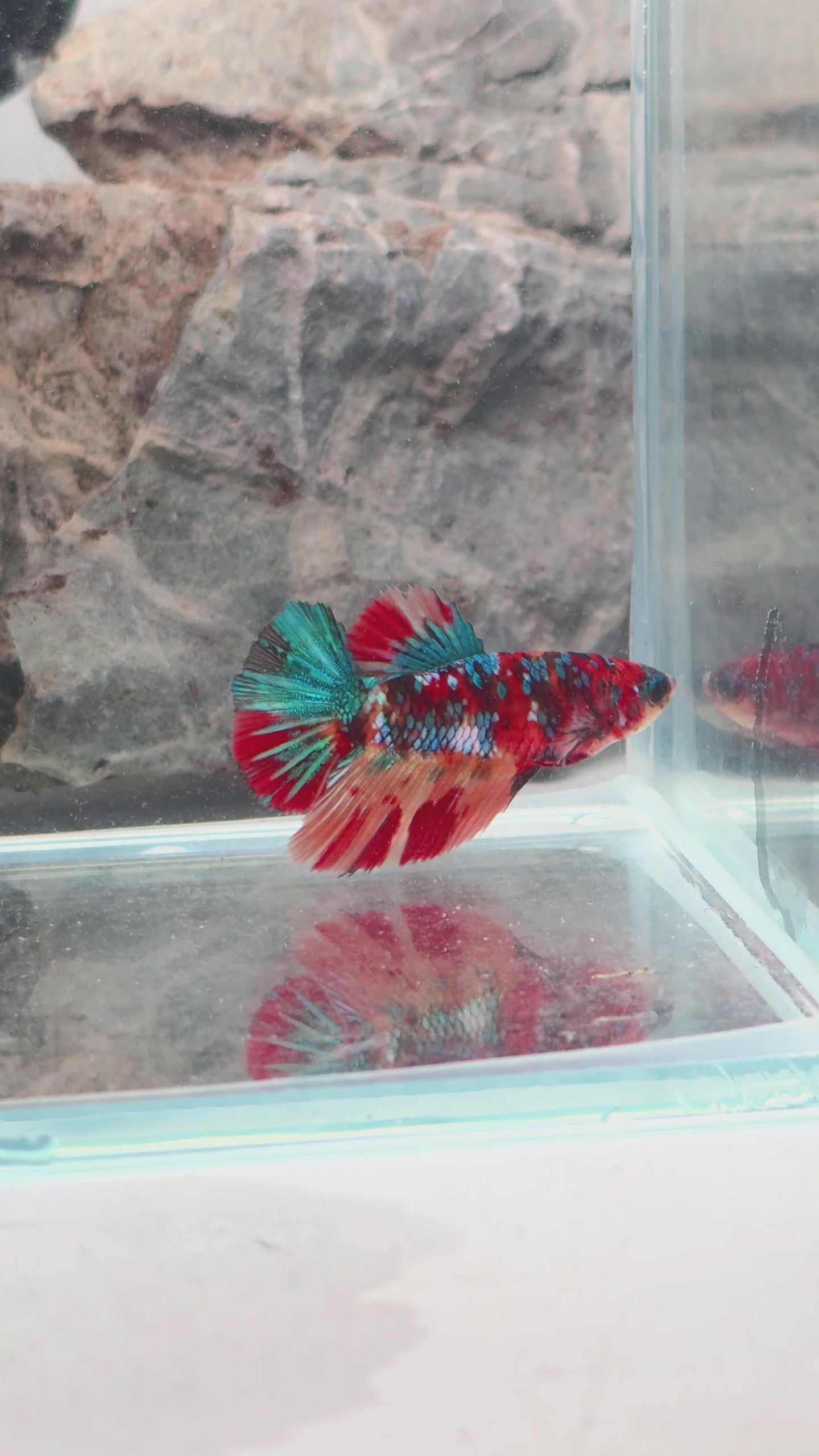 Multicolour Metallic Halfmoon Female Betta | WYSIWYG