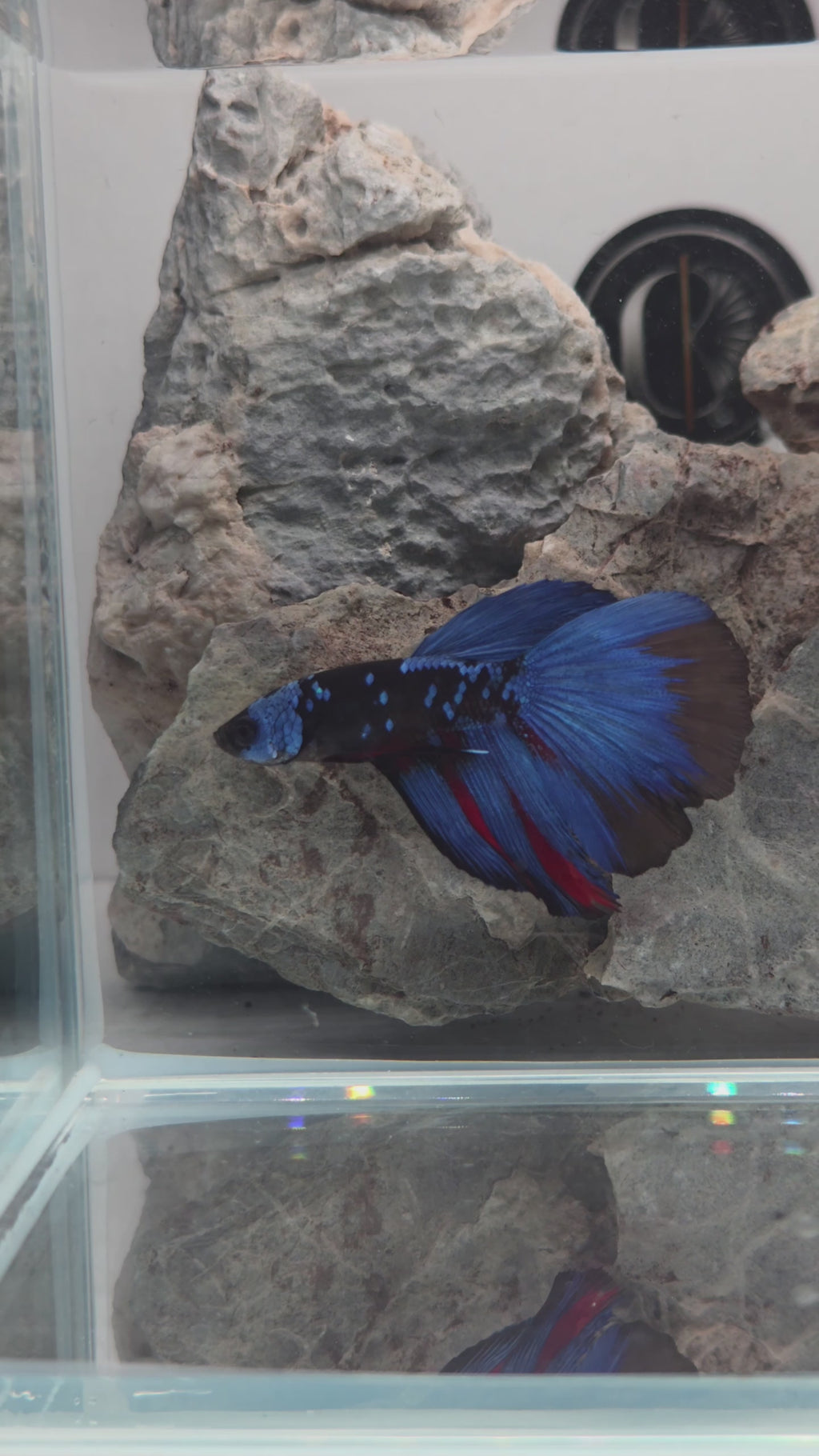 Premium Avatar Gordon Halfmoon Betta Male | WYSIWYG
