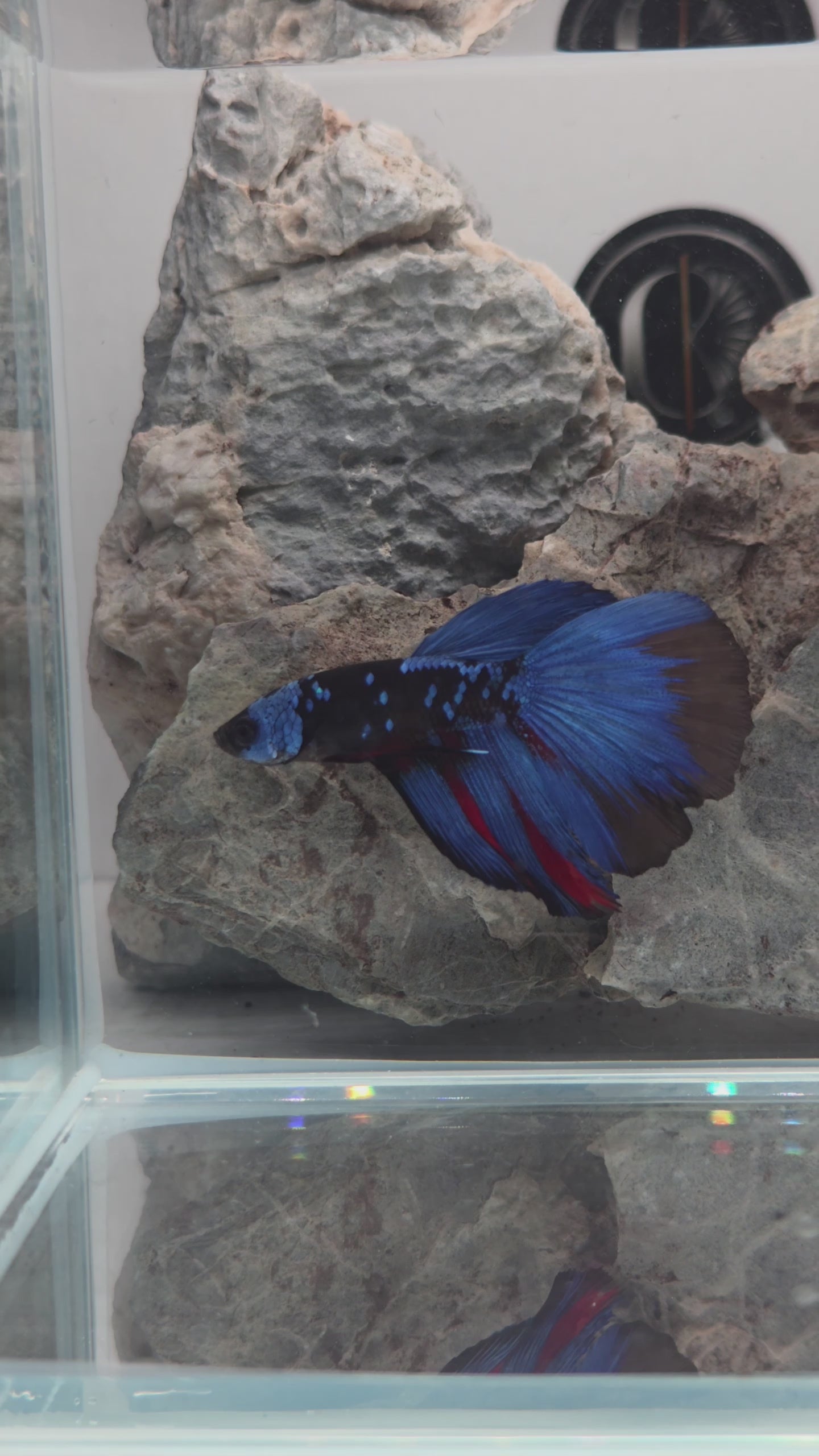 Premium Avatar Gordon Halfmoon Betta Male | WYSIWYG