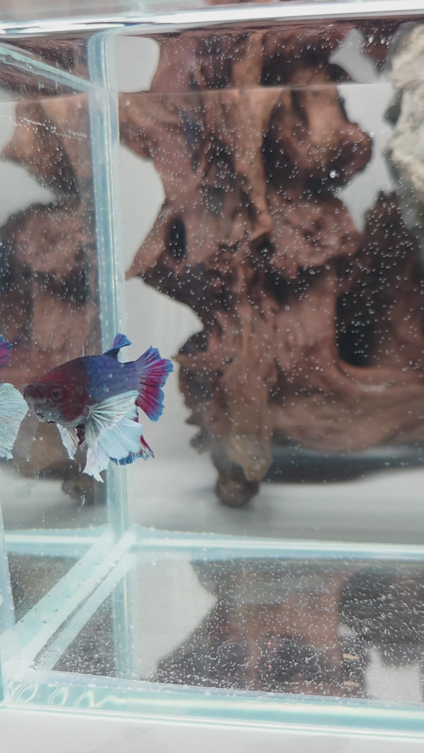 Blue Dumbo Halfmoon Betta Male –  WYSIWYG