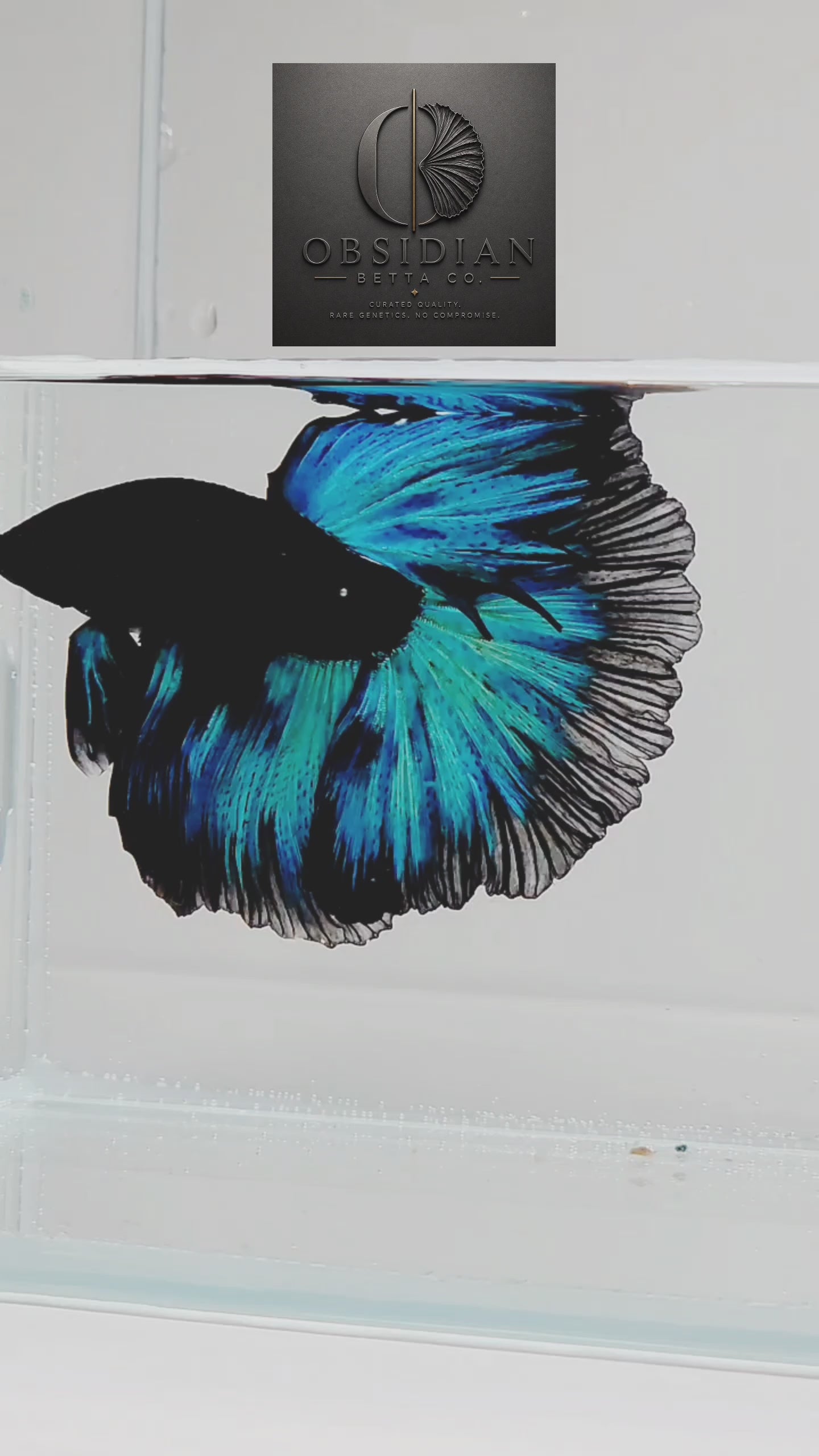 Avatar Nebula Halfmoon Male Betta