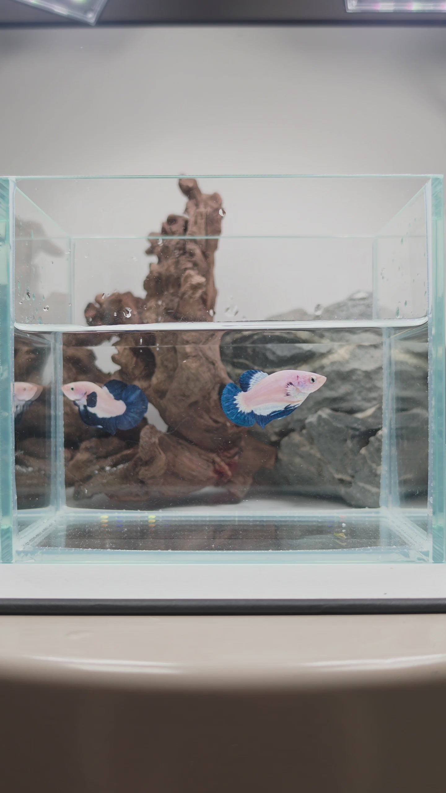 Blue Rim Bi-Colour Betta Pair – Premium WYSIWYG Pair