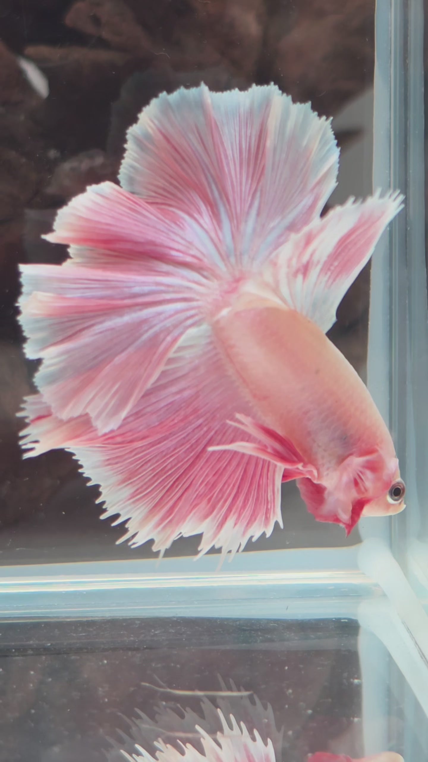 Pink Halfmoon Betta | WYSIWYG