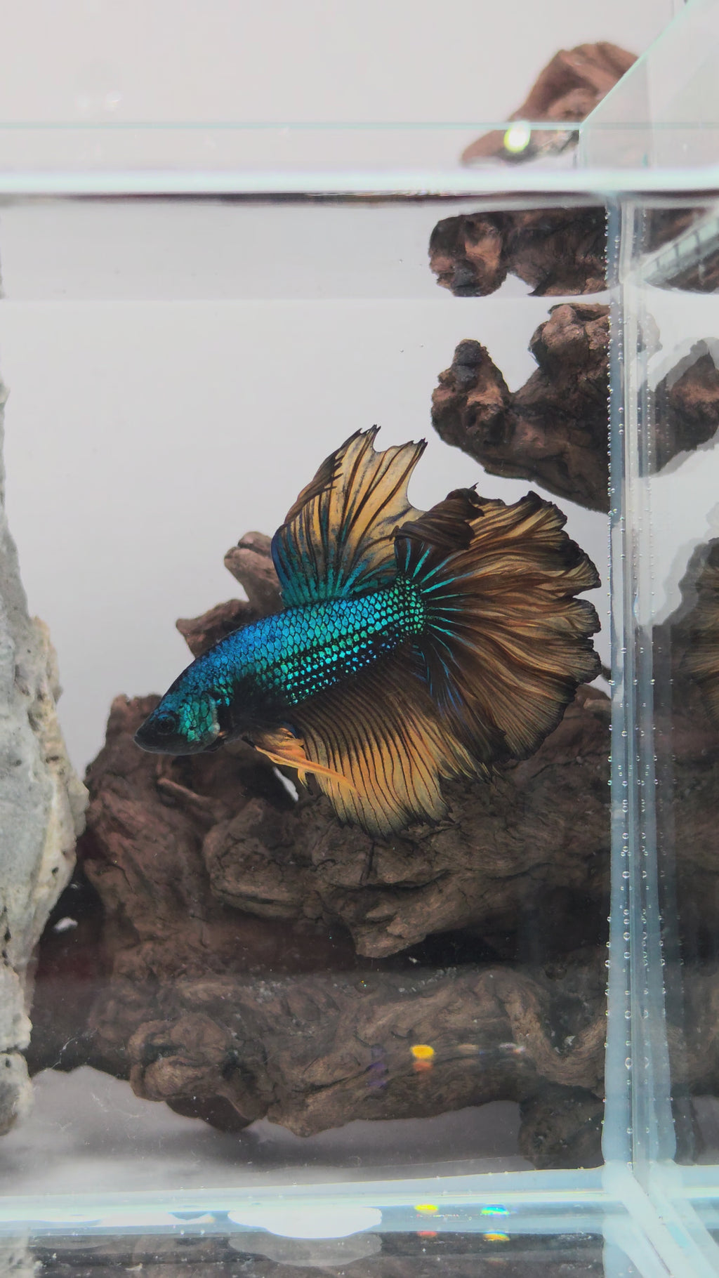 Male Halfmoon Blue Metallic Mustard Gas Betta Fish (SPC-MSG-M-003)