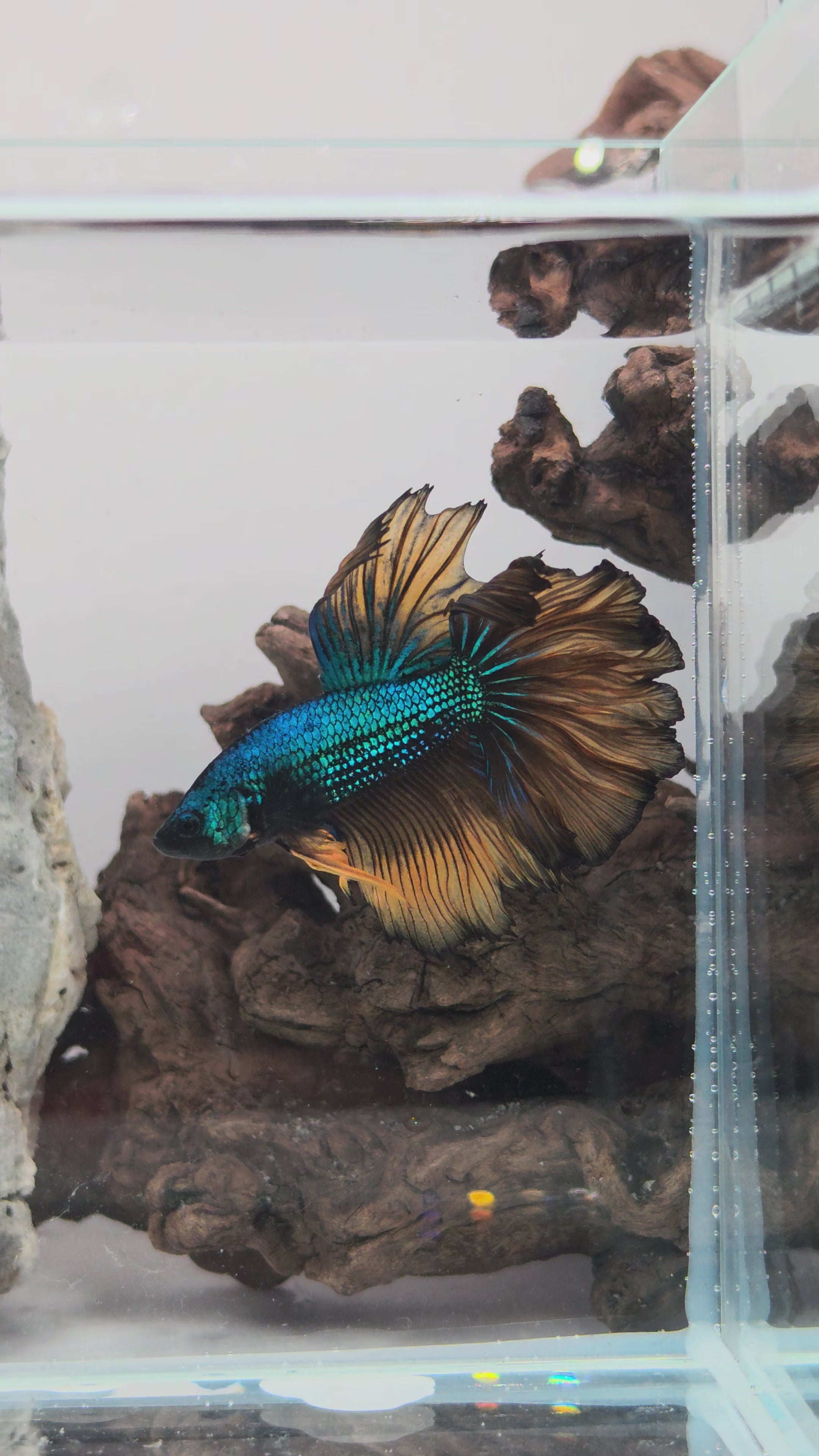 Male Halfmoon Blue Metallic Mustard Gas Betta Fish (SPC-MSG-M-003)