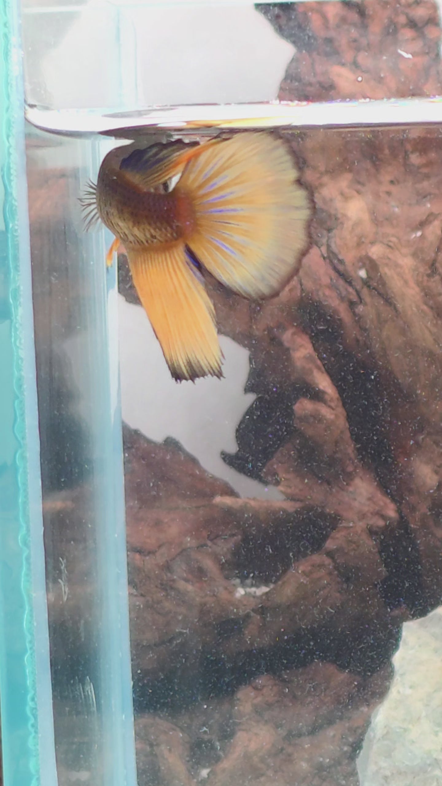 Premium Mustard Gas Halfmoon Female Betta | WYSIWYG