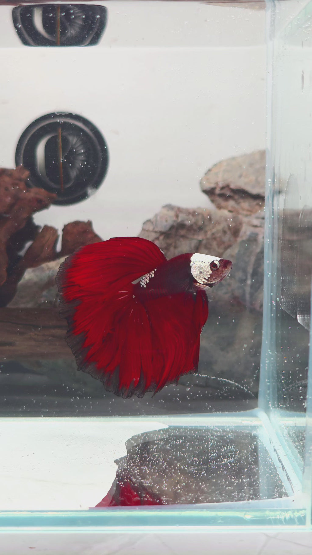 Exceptional Hooded Red Mamba Halfmoon Male | WYSIWYG