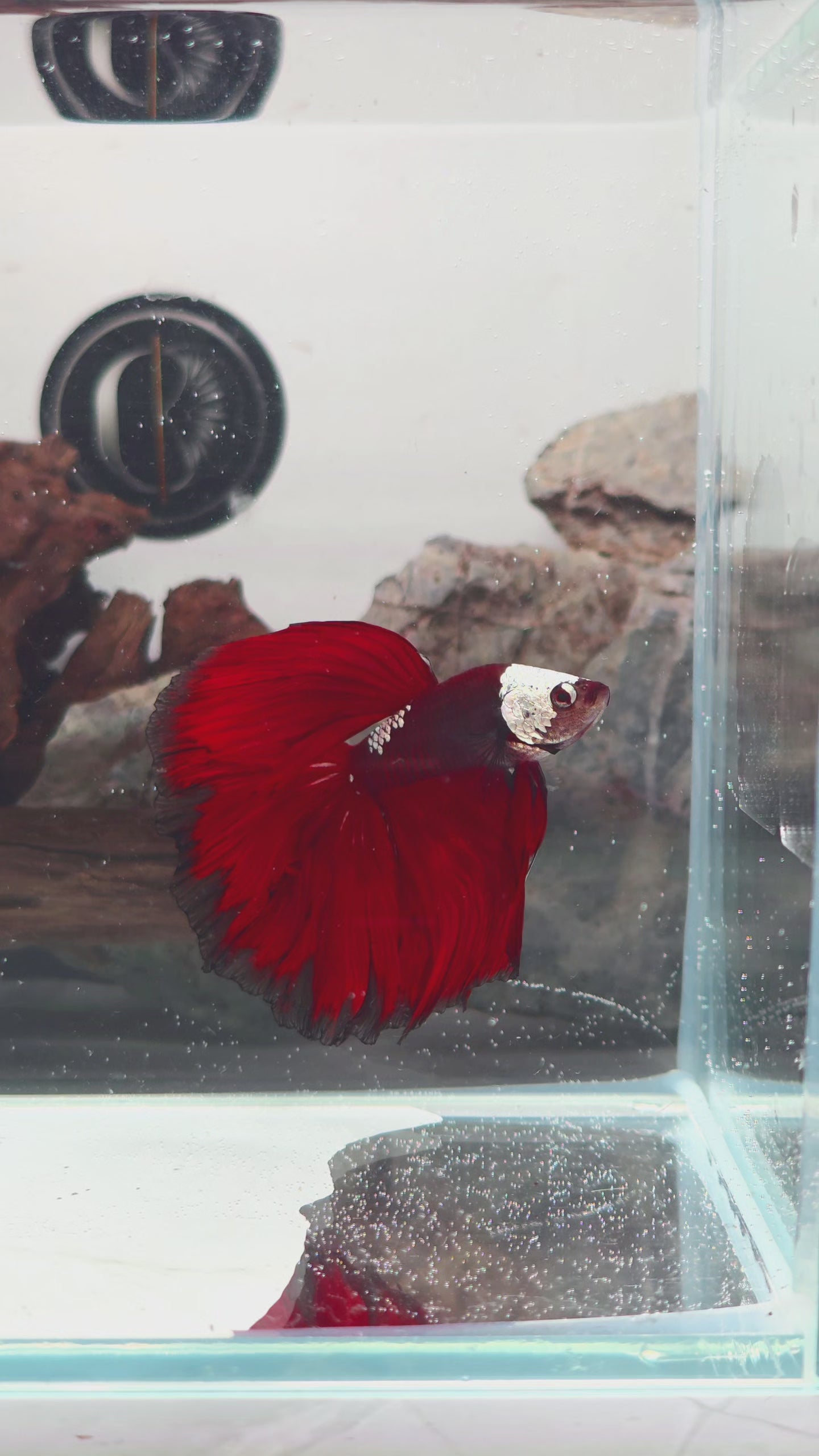 Exceptional Hooded Red Mamba Halfmoon Male | WYSIWYG