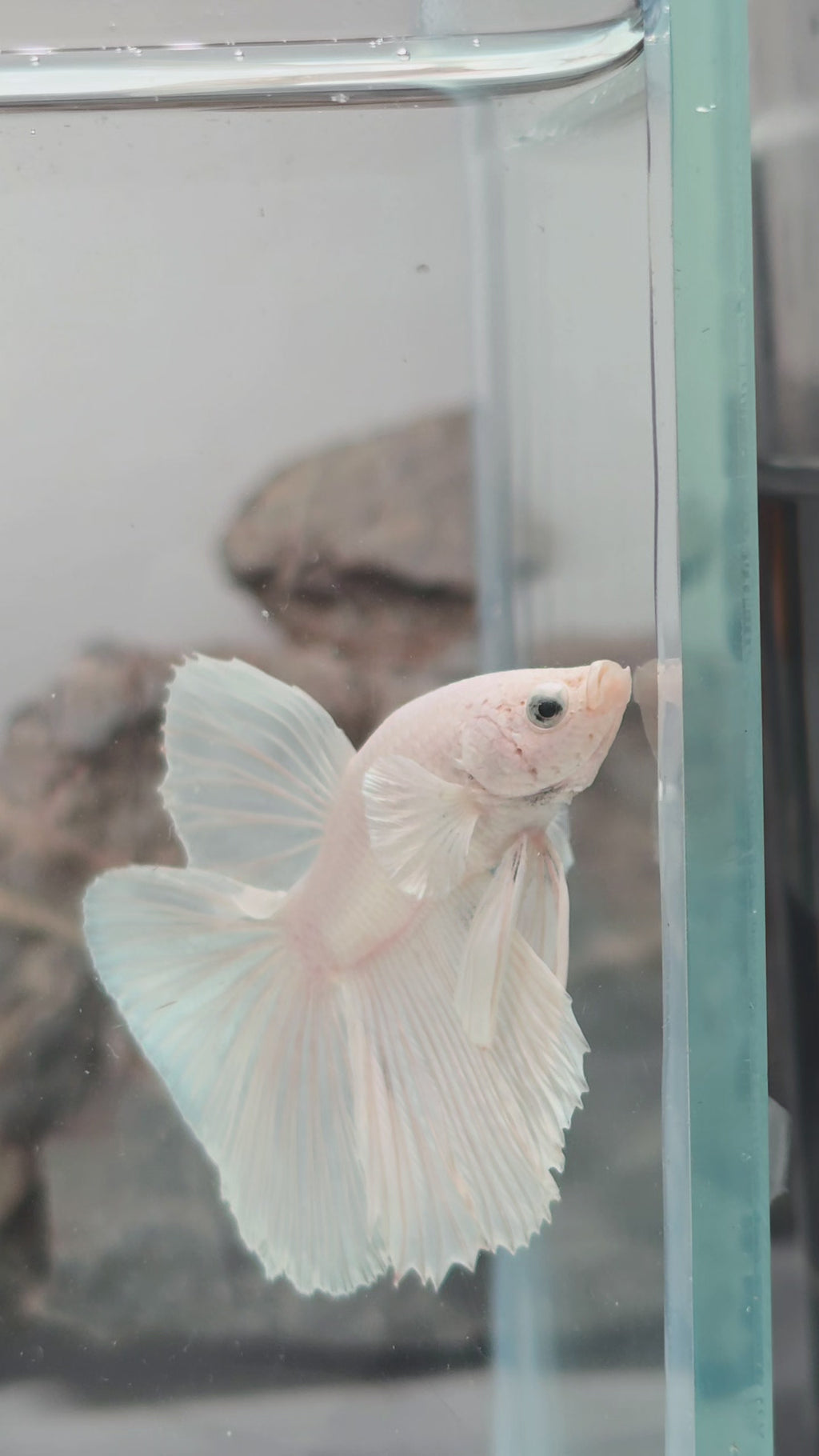 White Platinum Halfmoon Male