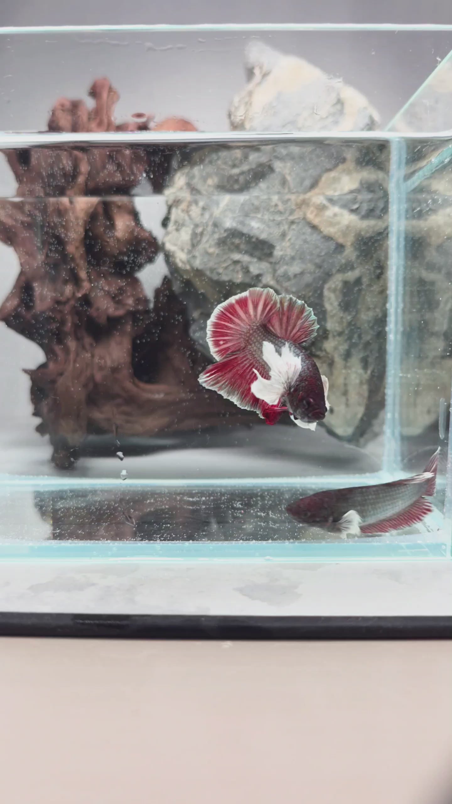 Black Based Copper Dumbo Pair (Male & Female) – Premium WYSIWYG Pair