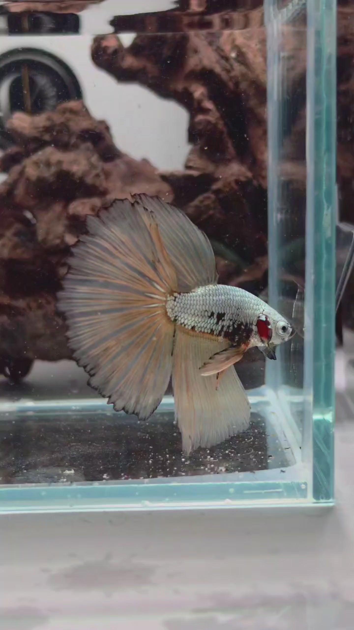 Halfmoon Mustard Gas Samurai Male Betta Fish (CRT-OTH-M-003)