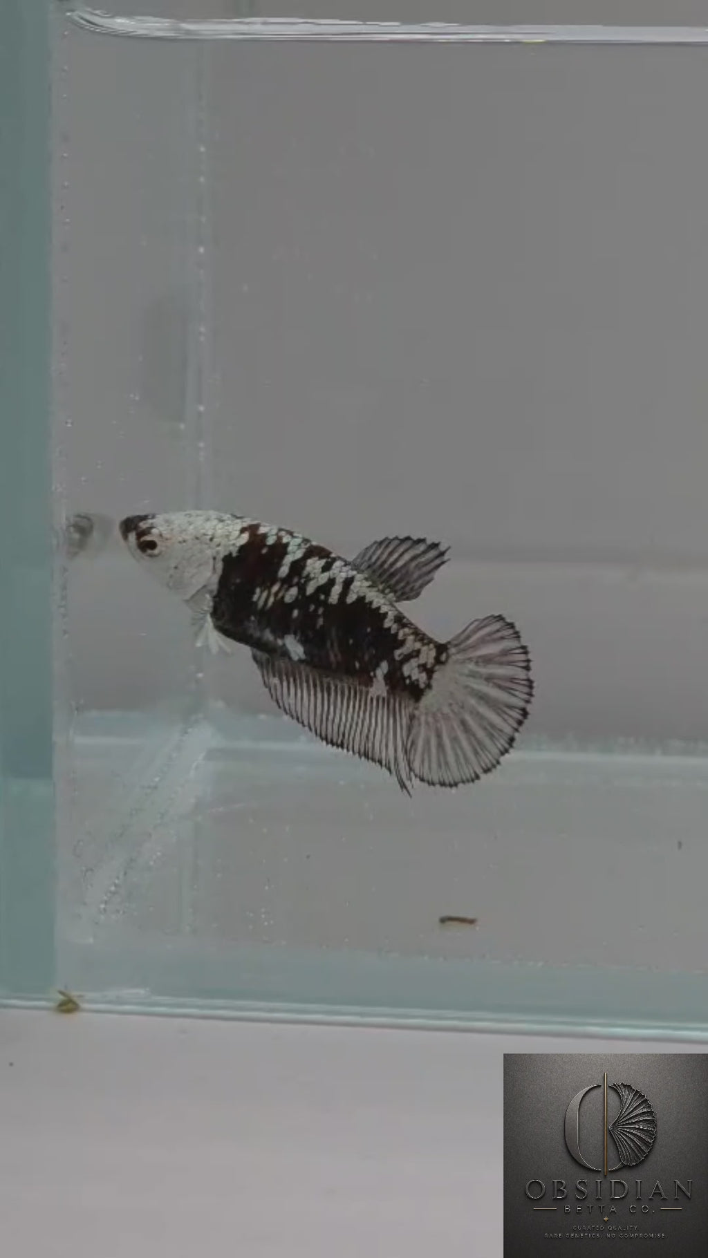 Black Samurai HMPK Female Betta