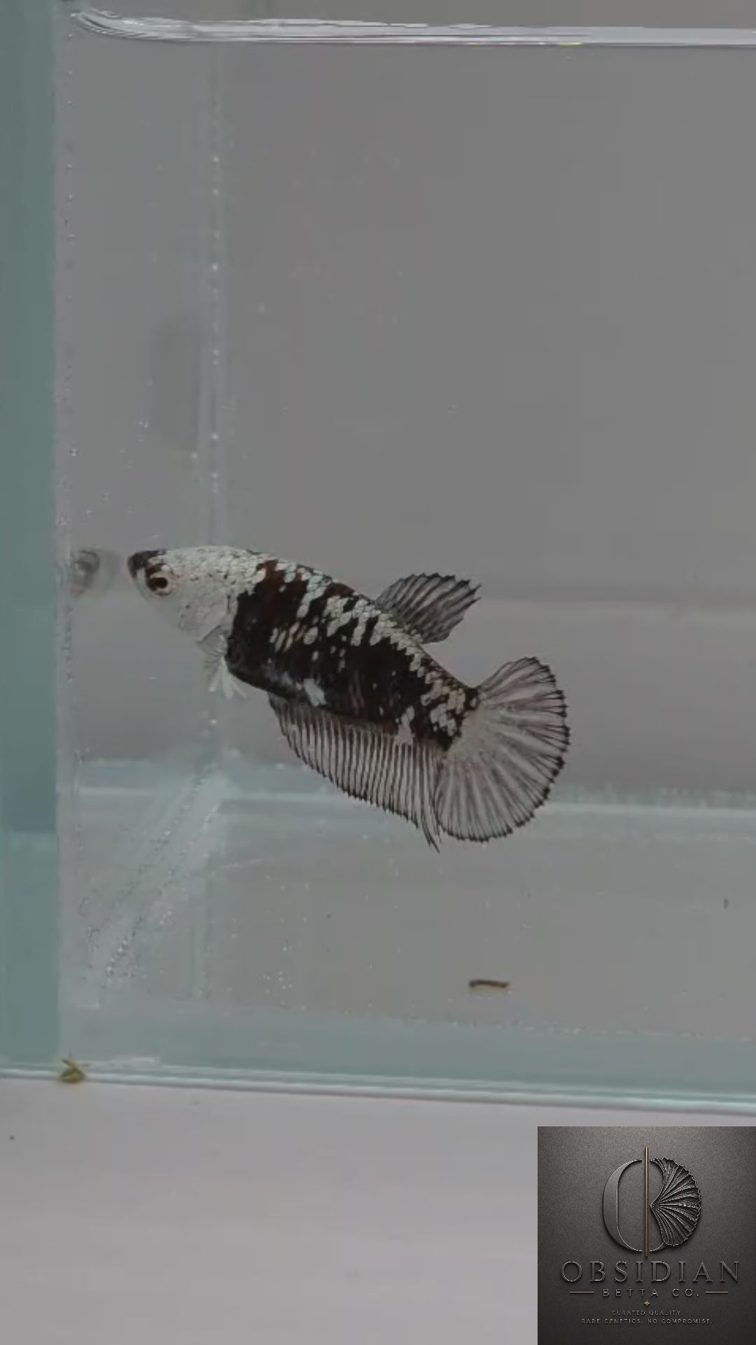 Black Samurai HMPK Female Betta