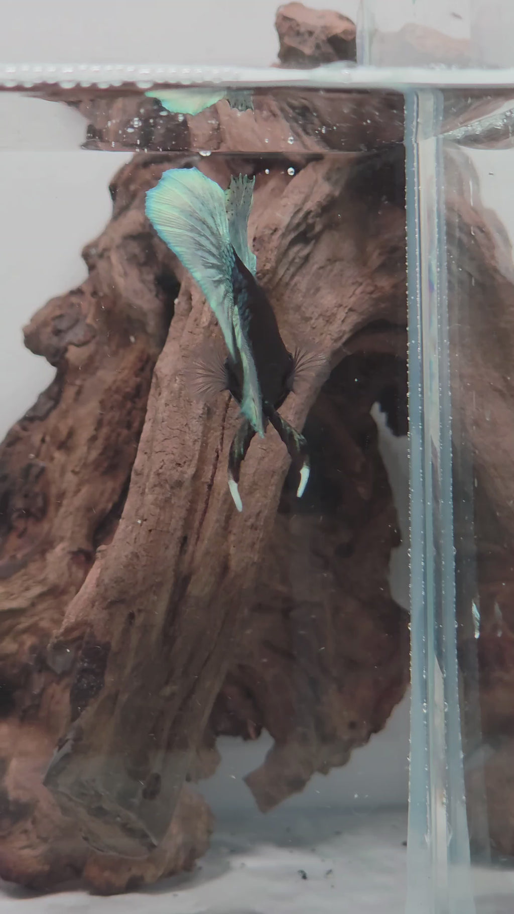 Premium Black Avatar HMPK Betta Male (DRK-OTH-M-010)