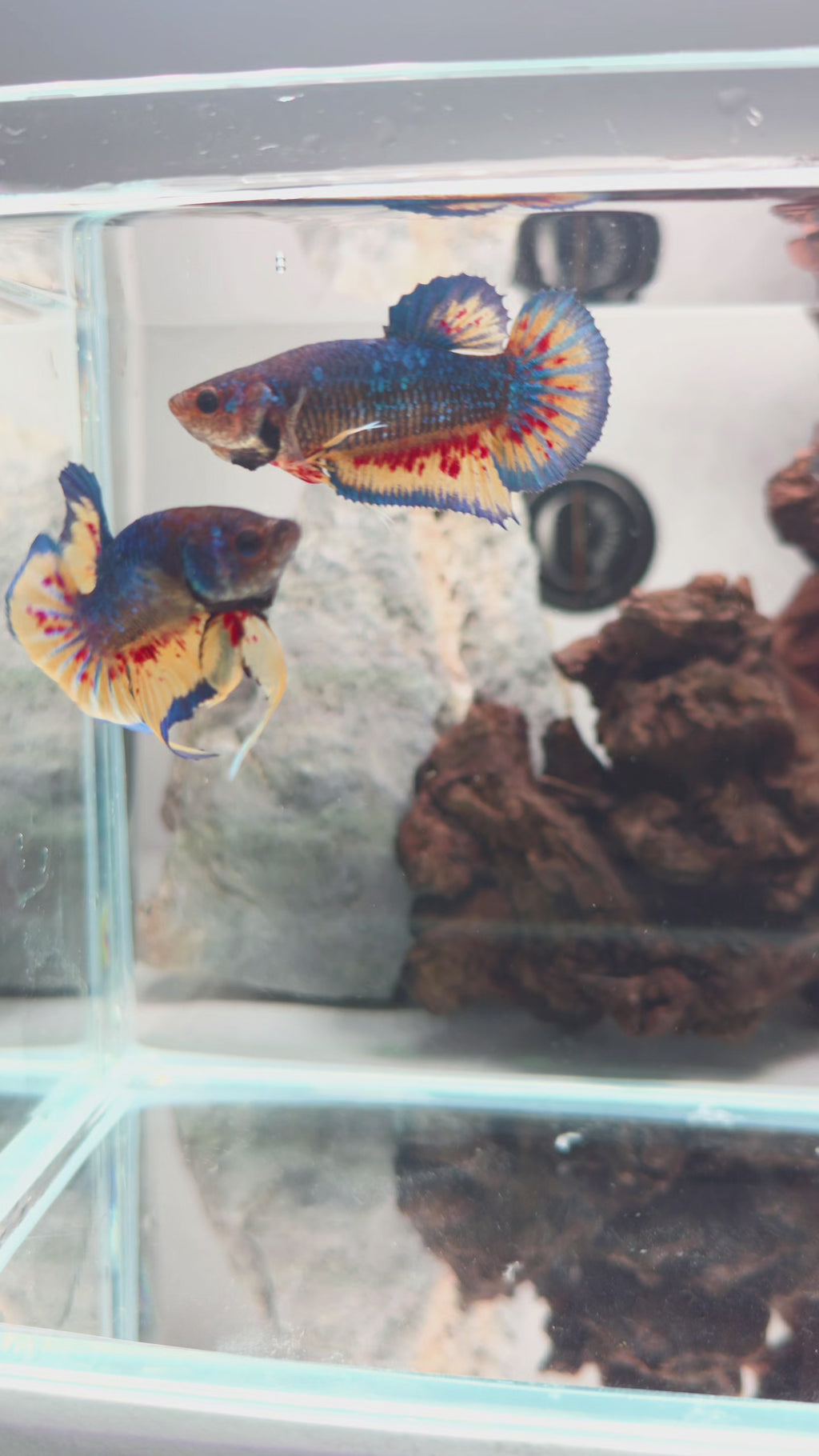 Male Metallic Mustard Gas Vanda HMPK Betta Fish (SPC-MSG-M-002)