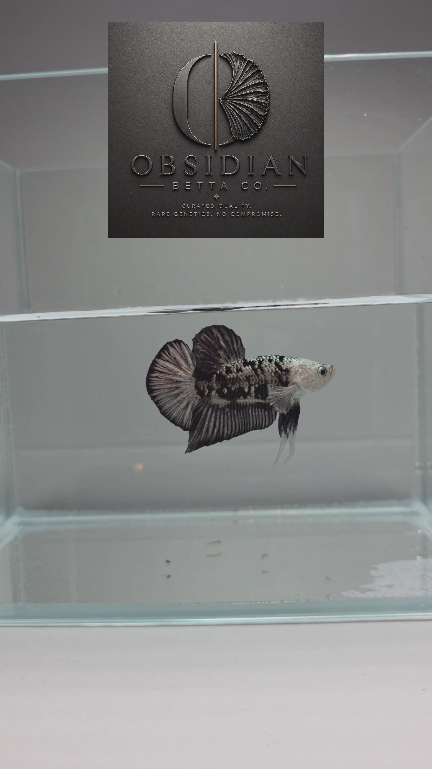 Emerald Armour Samurai HMPK Male Betta