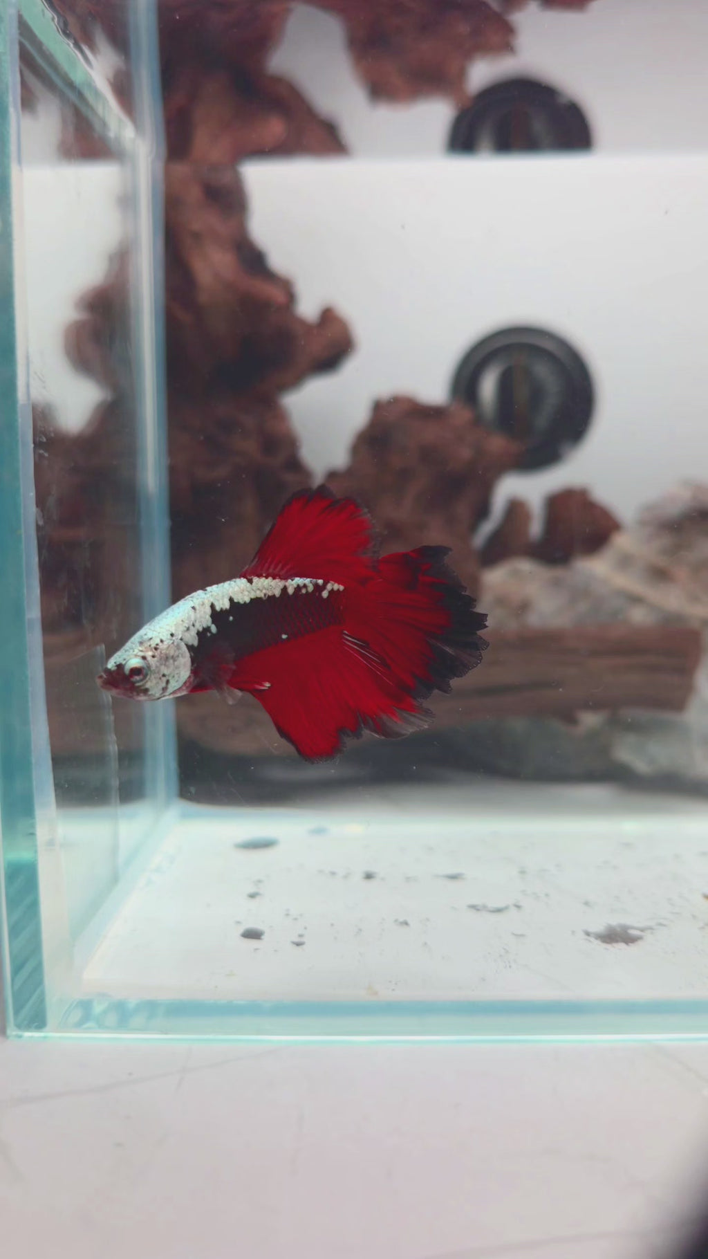 Premium Red Black (vampire) Samurai Halfmoon Male | WYSIWYG