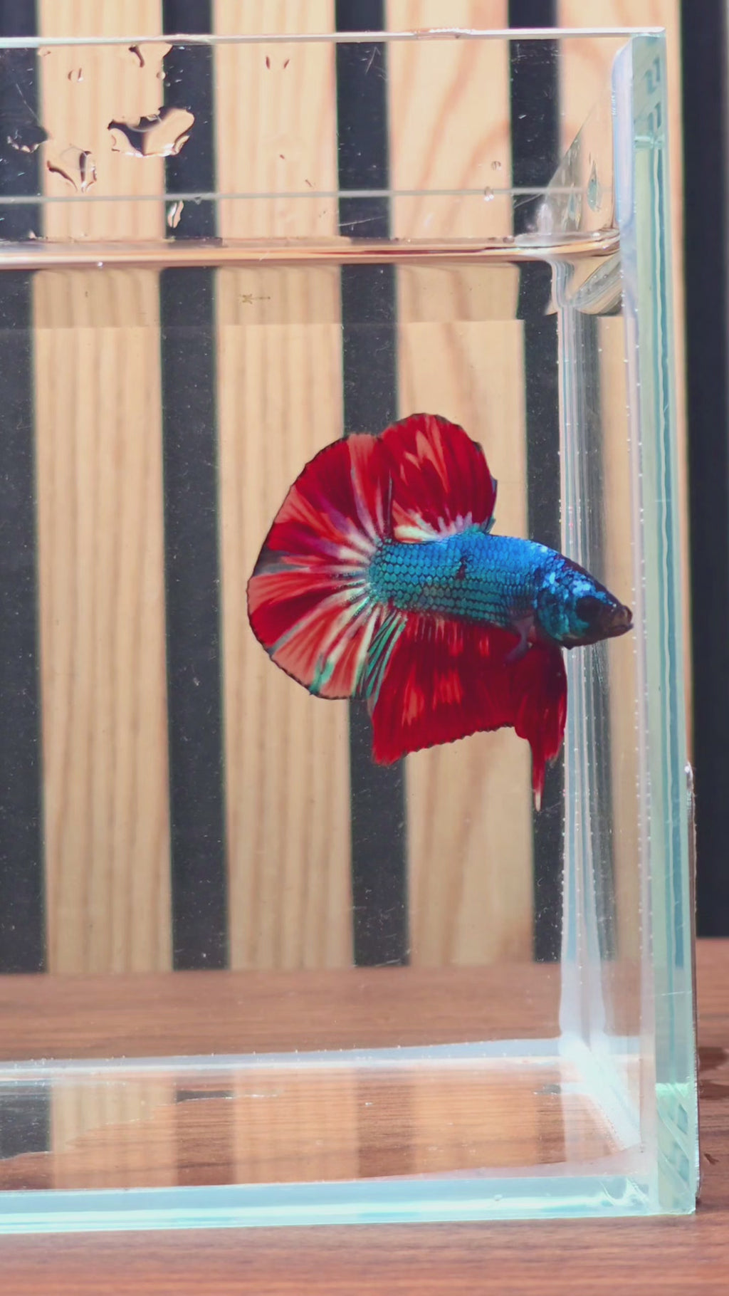 Blue Red Butterfly Large-Fin HMPK Male Betta | WYSIWYG